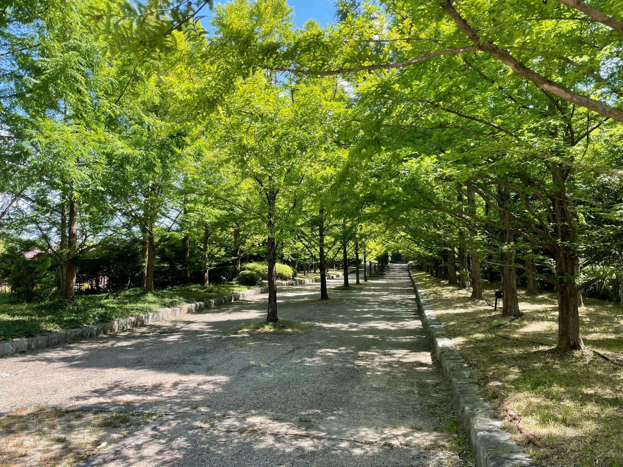 神戸市立森林植物園：メタセコイヤ並木