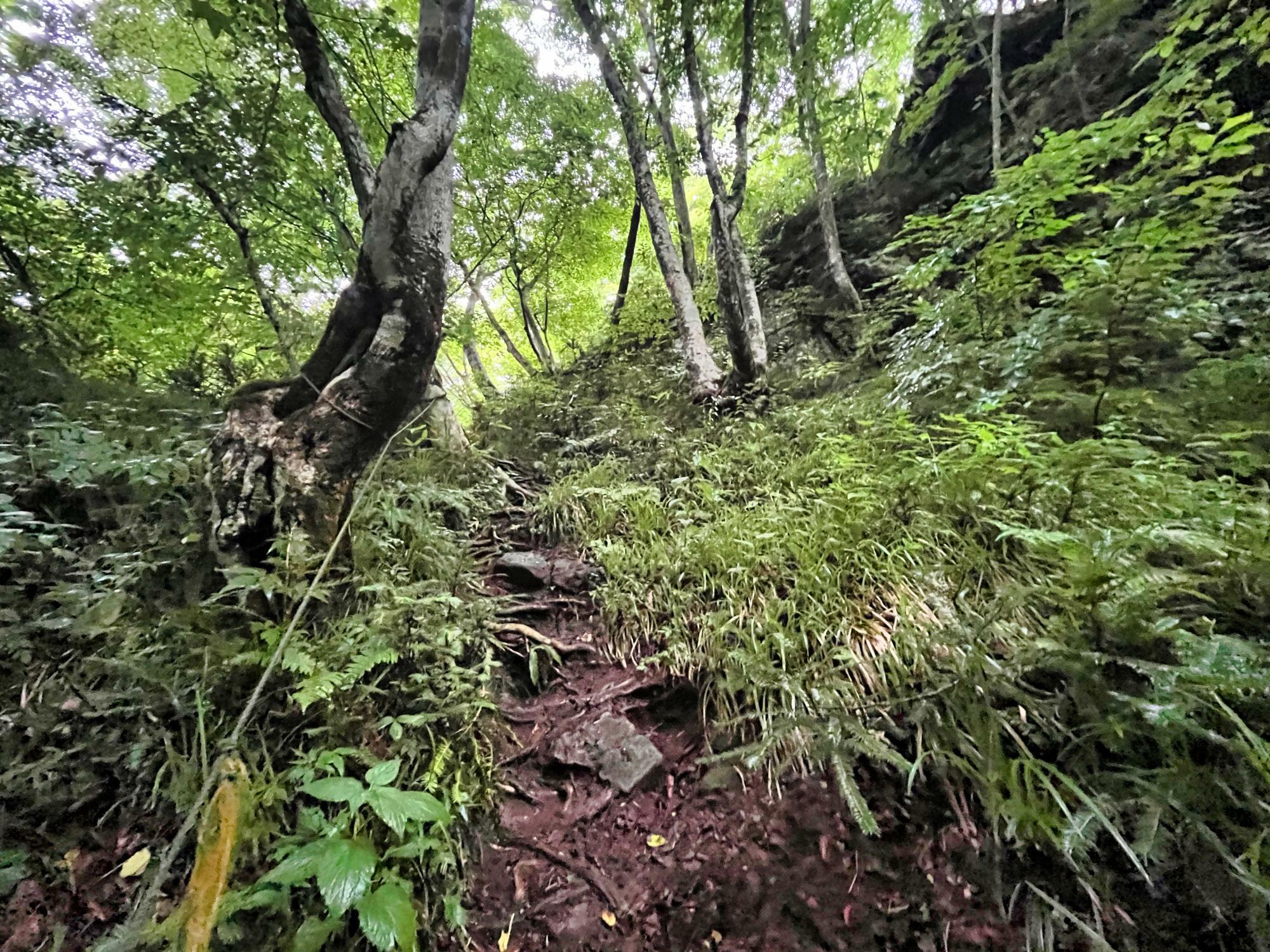 道路から川へ降りるルート 東山 大滝