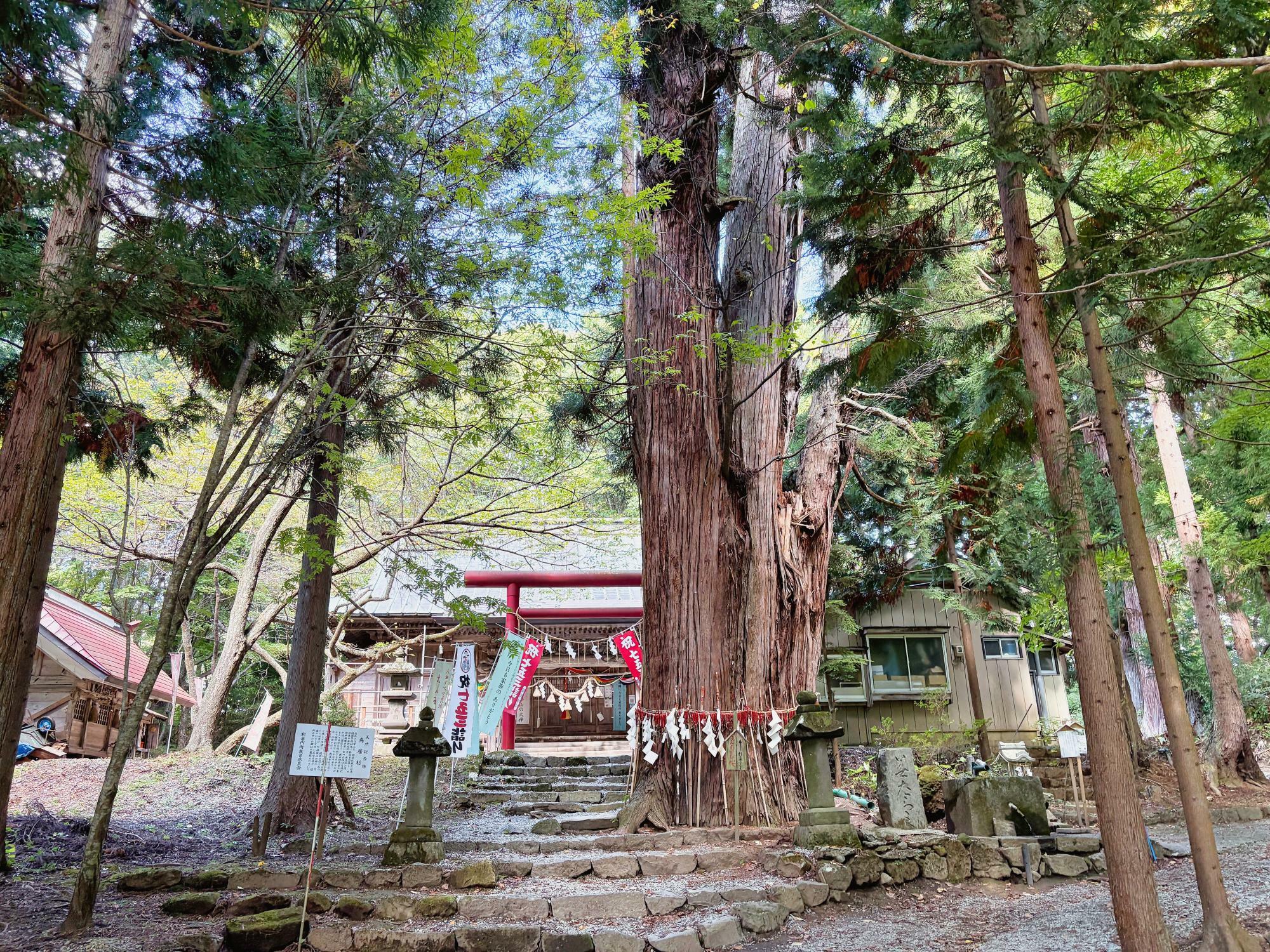 磐椅神社(いわはし神社)  鎮守の森 鳥居の杉