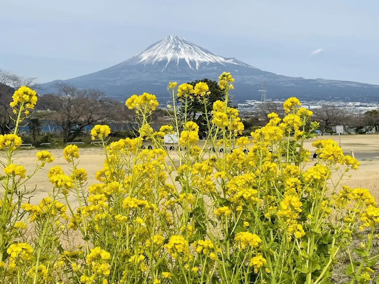 菜の花の向こう側には富士山