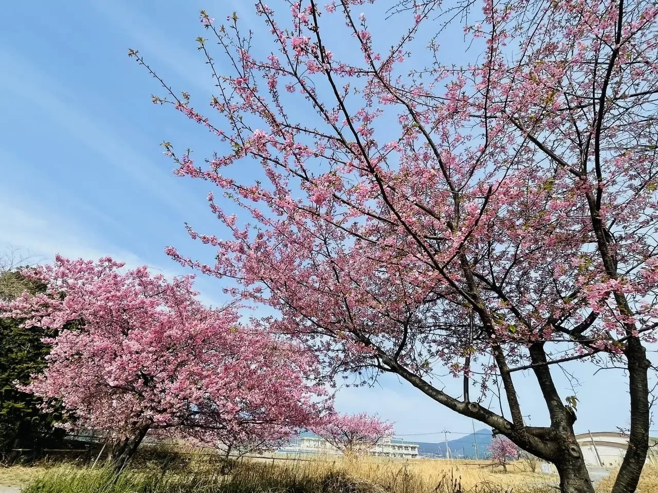 岩松中の校舎と体育館と桜