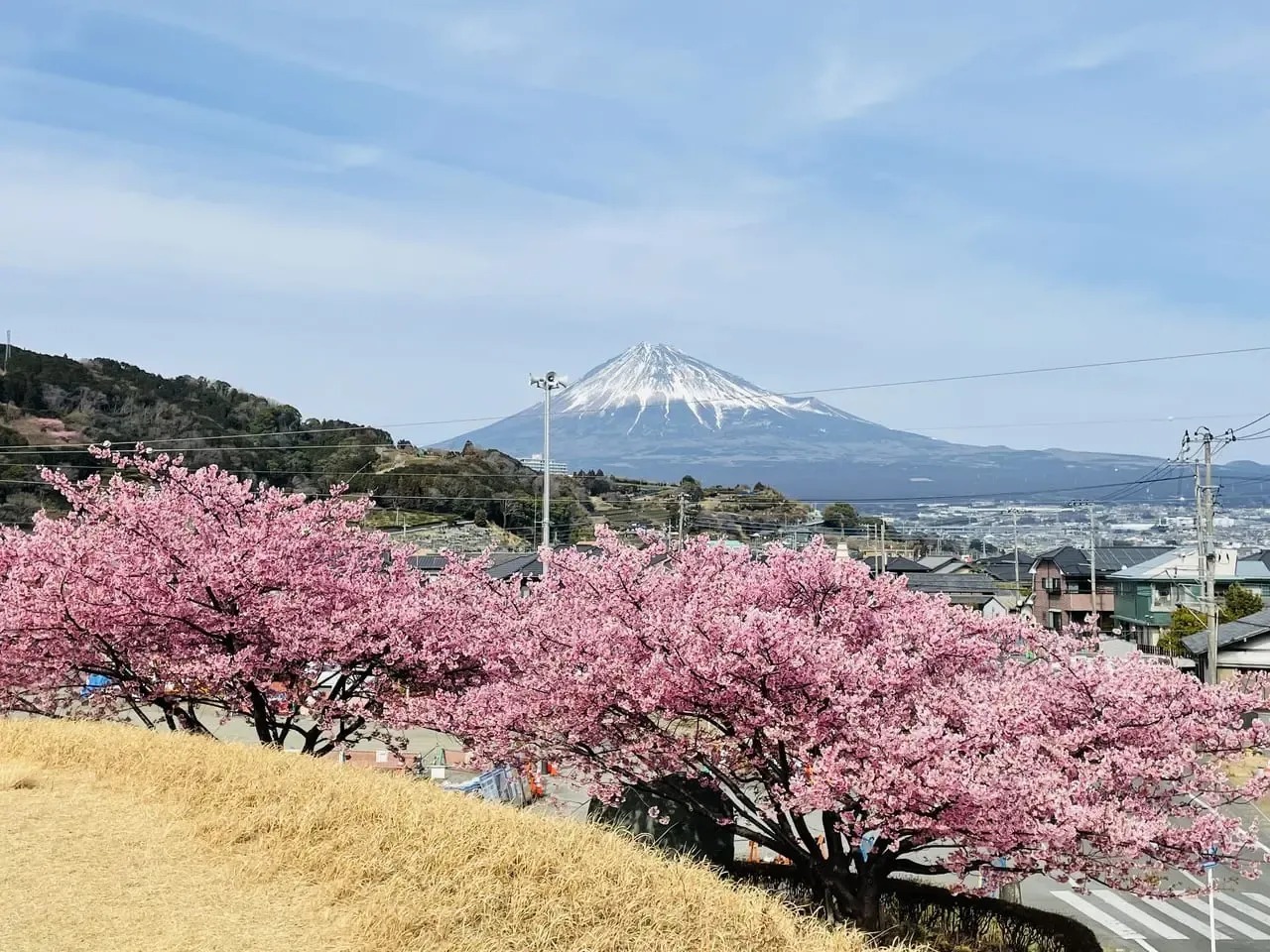 ピンクの桜と富士山にテンション上がります