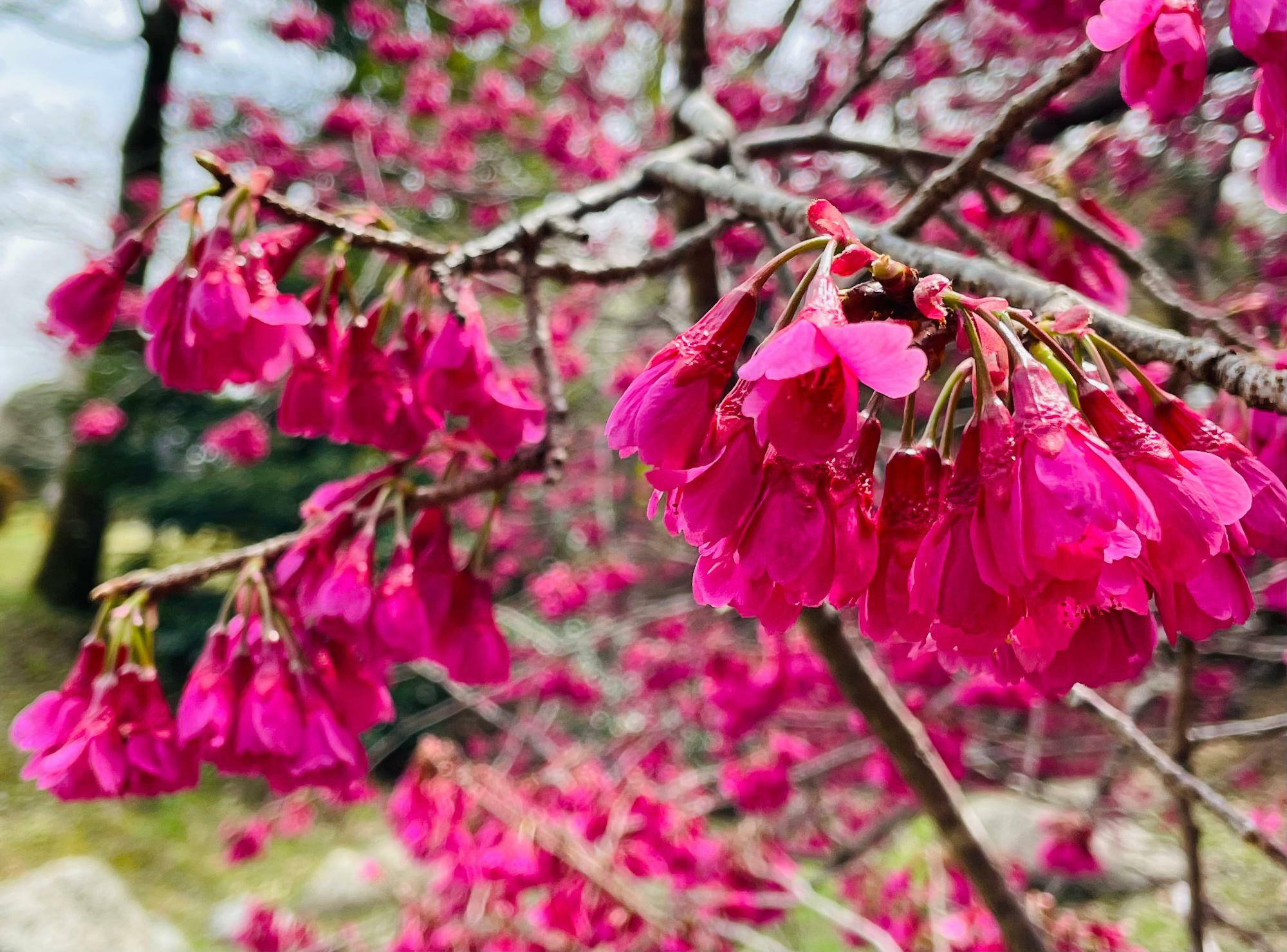 下向きに咲く寒緋桜