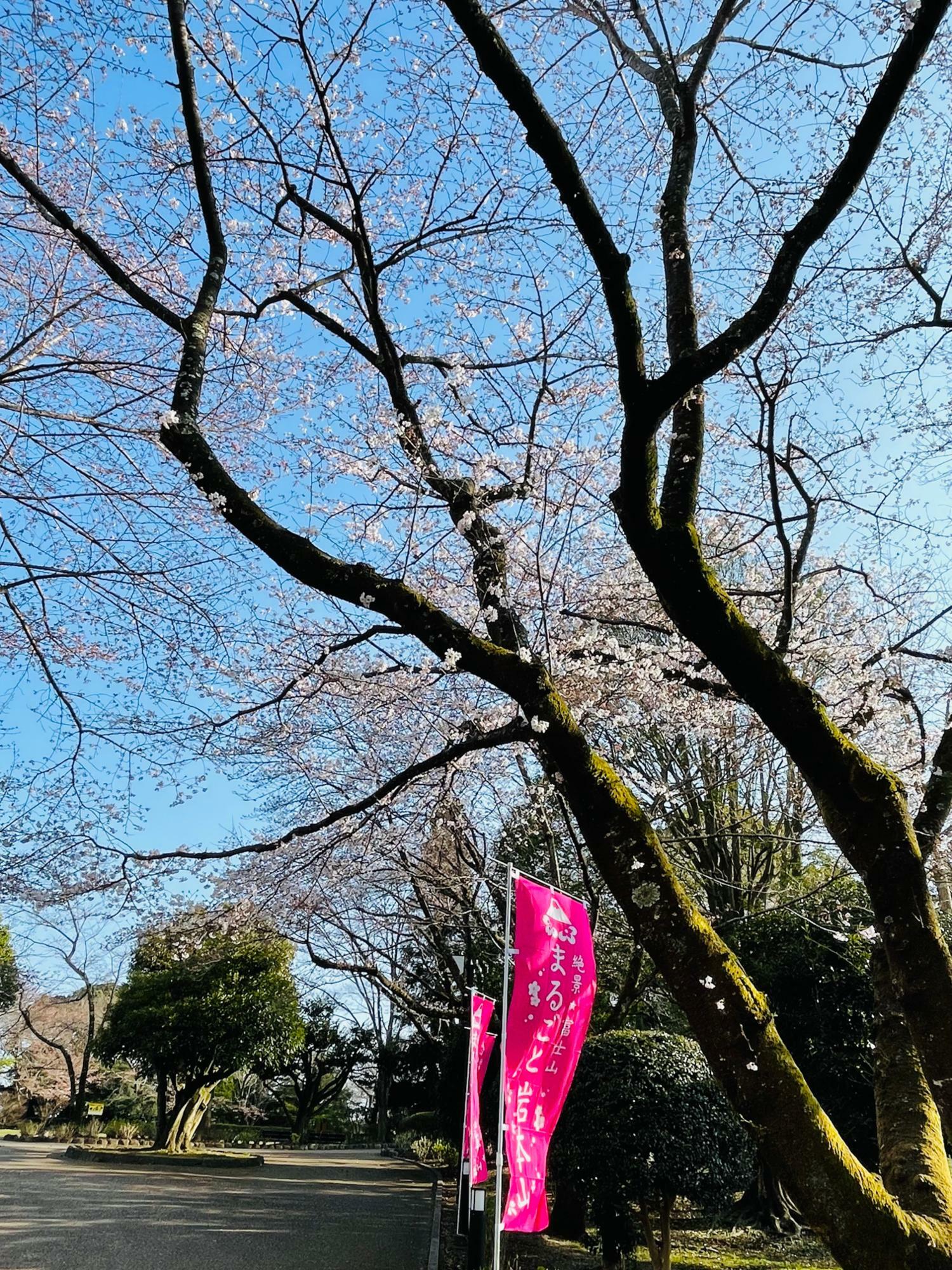 ソメイヨシノ開花