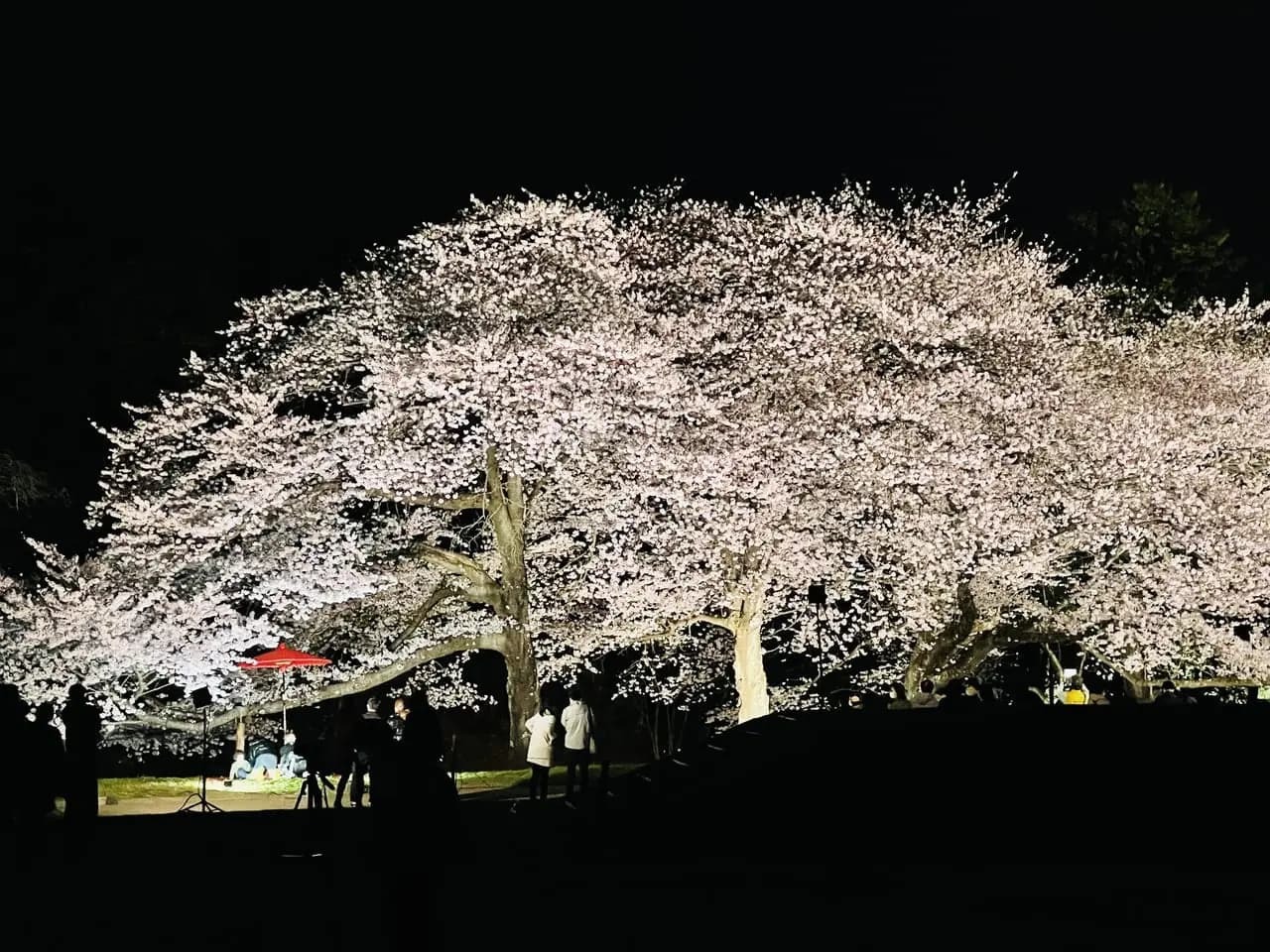 夜桜メインエリア　