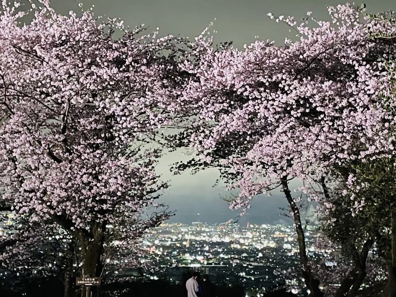 夜桜と夜景エリア
