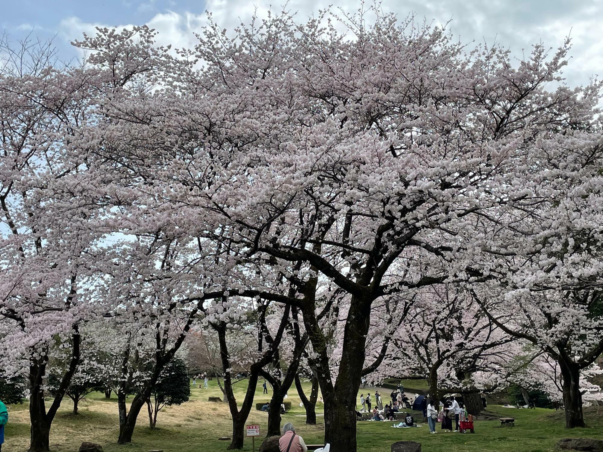 桜の下では笑顔があふれています