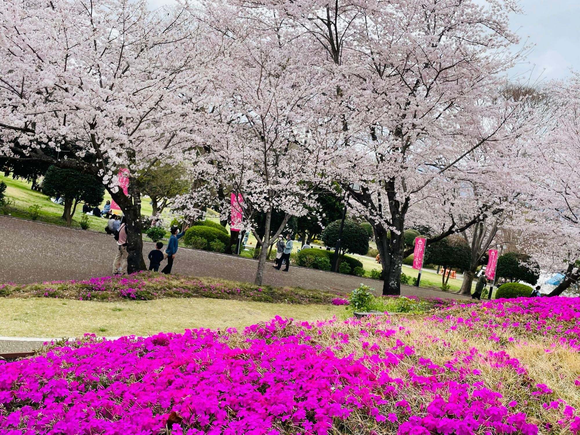 芝桜とソメイヨシノが春らしい
