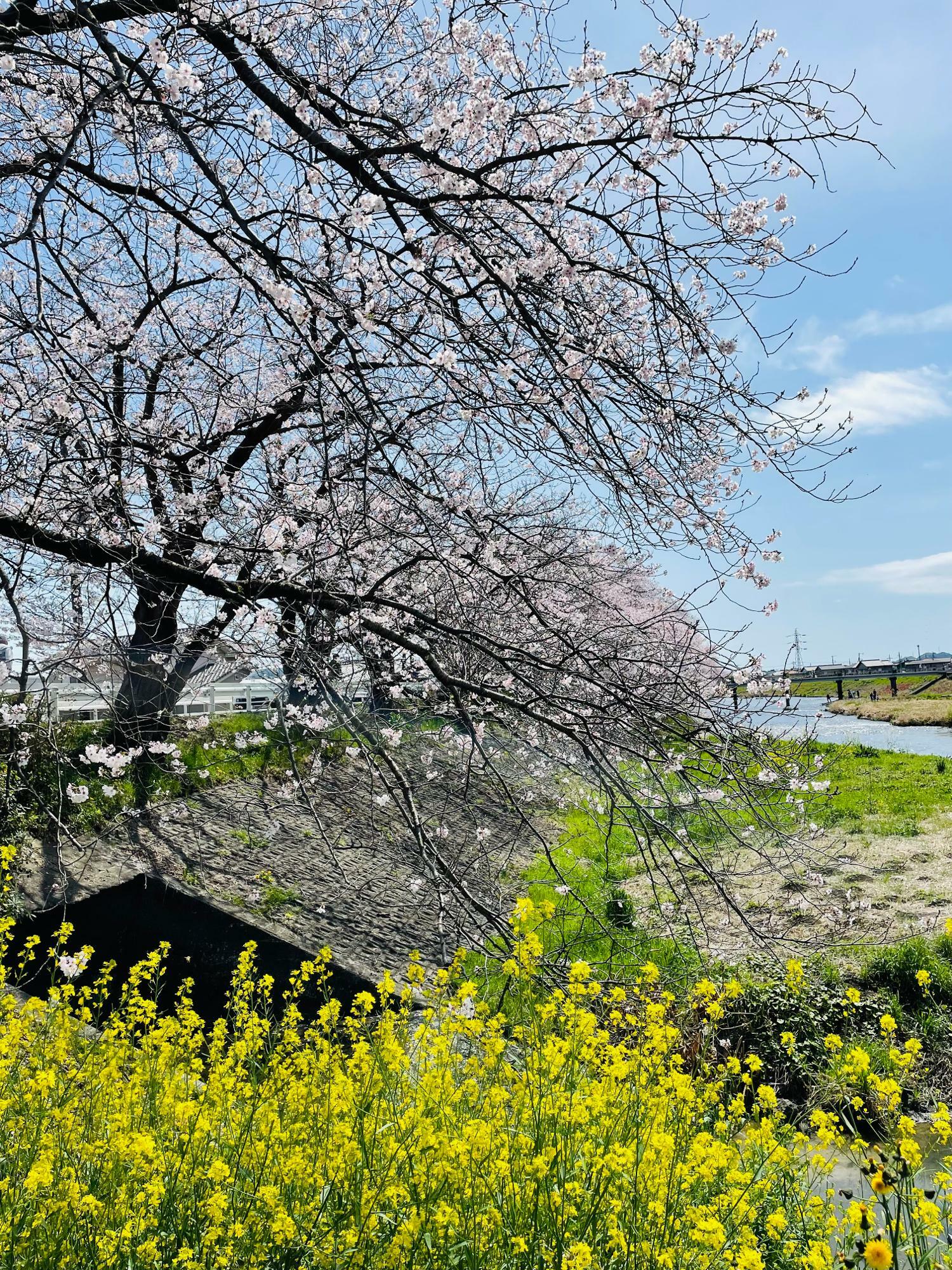 川沿いに咲く桜と菜の花