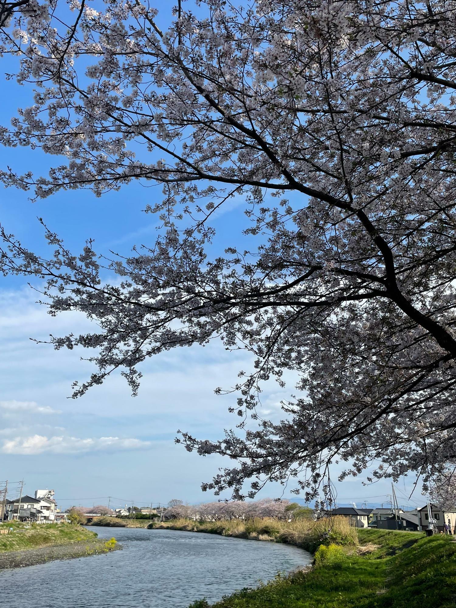 桜並木の奥に見えるのは富鷹橋