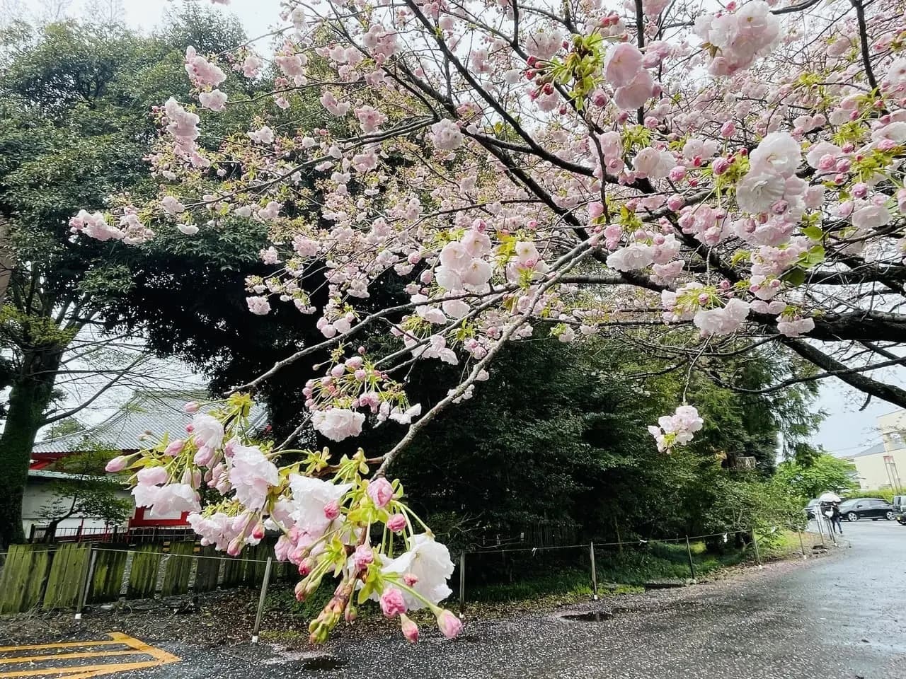 八重桜はかわいくて見とれてしまいます