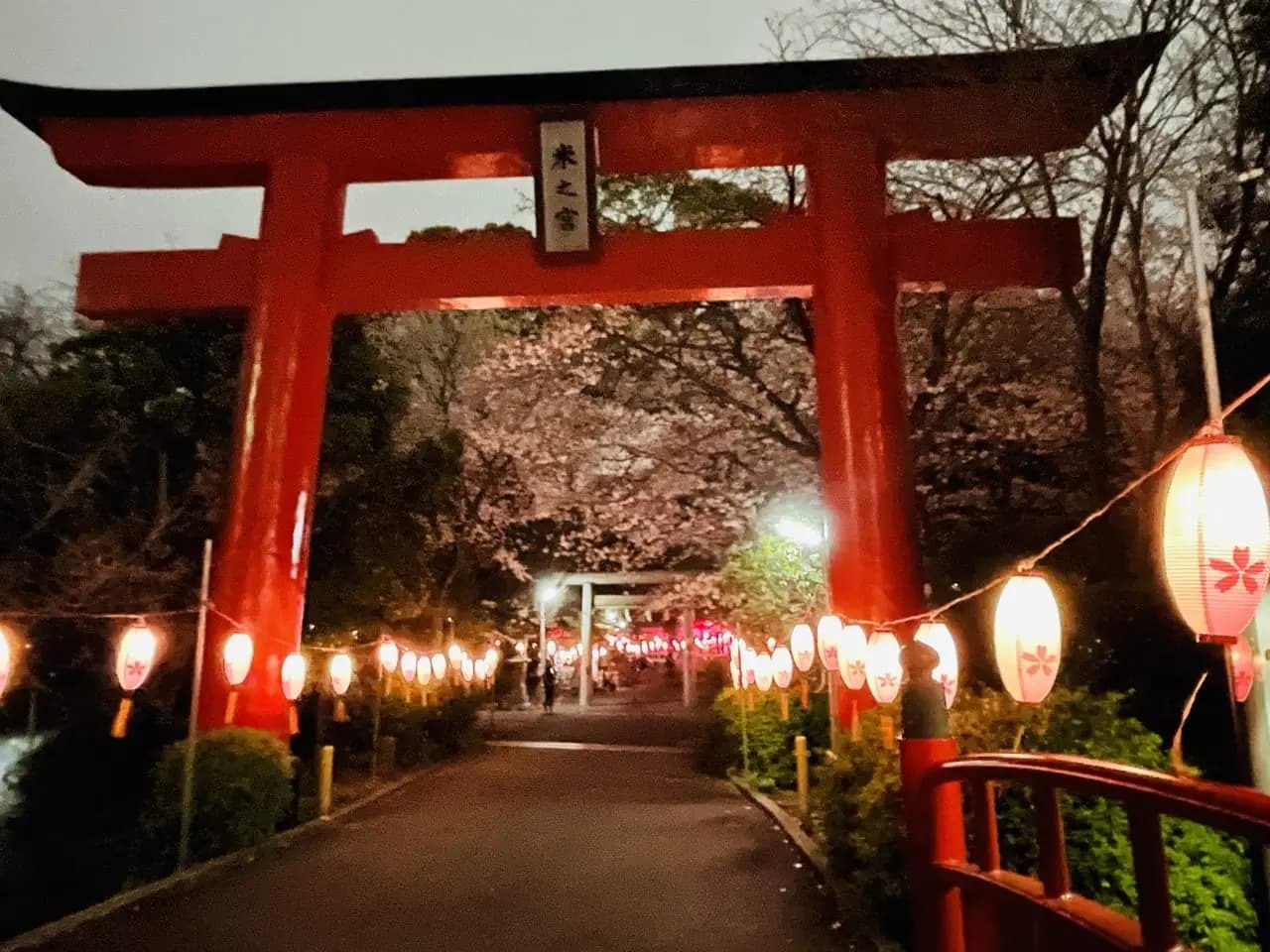 夜桜と提灯のライトアップ