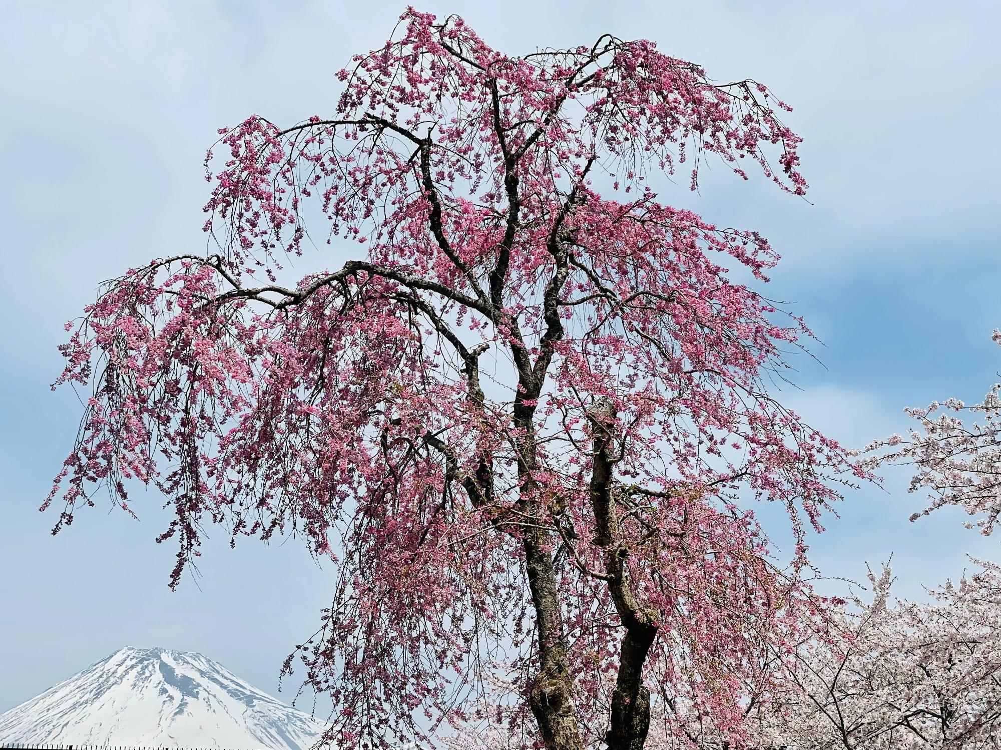 しだれ桜と富士山