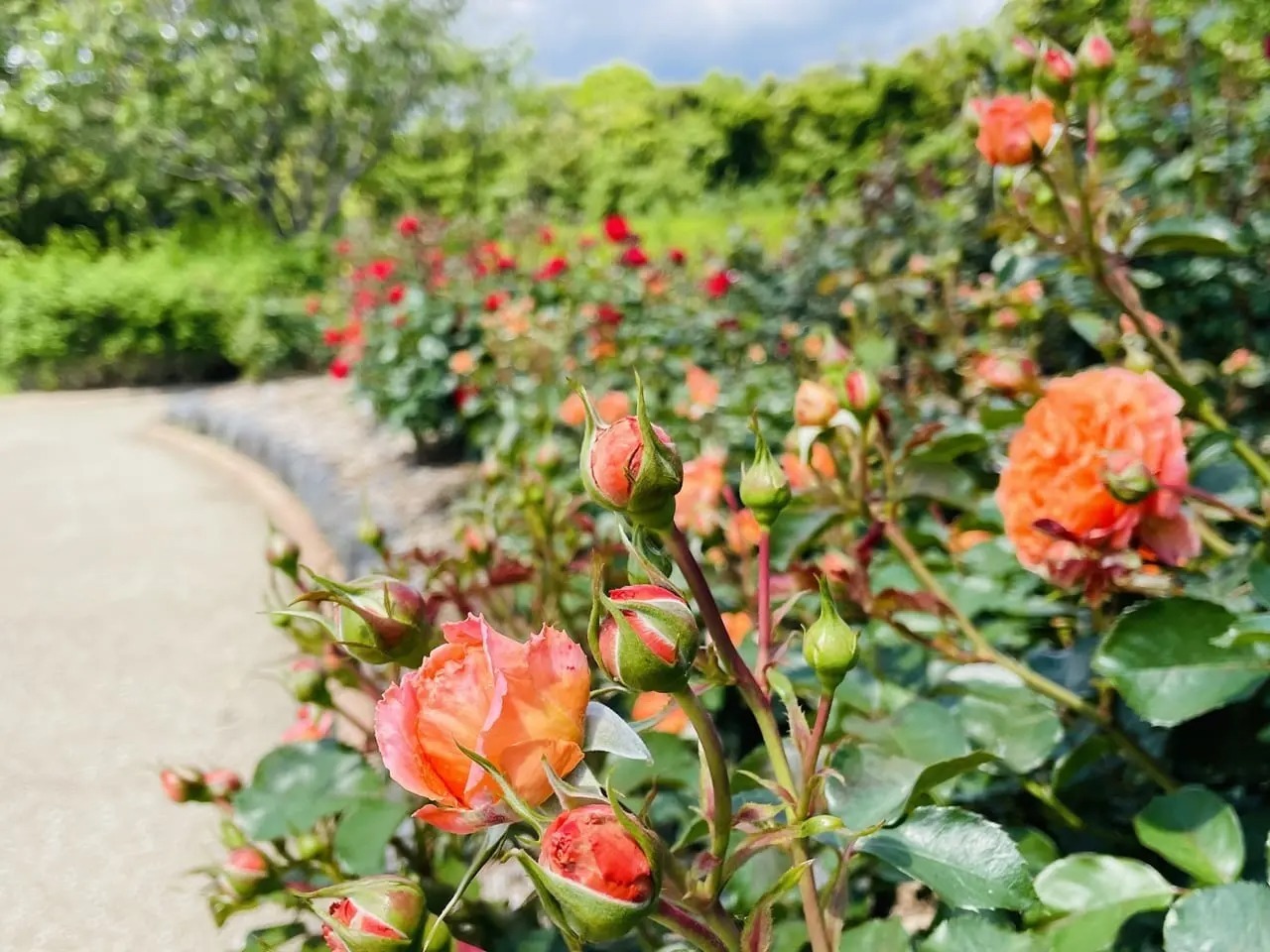 オレンジのバラの花言葉は「無邪気」「魅惑」「絆」「信頼」「すこやか」「愛嬌」