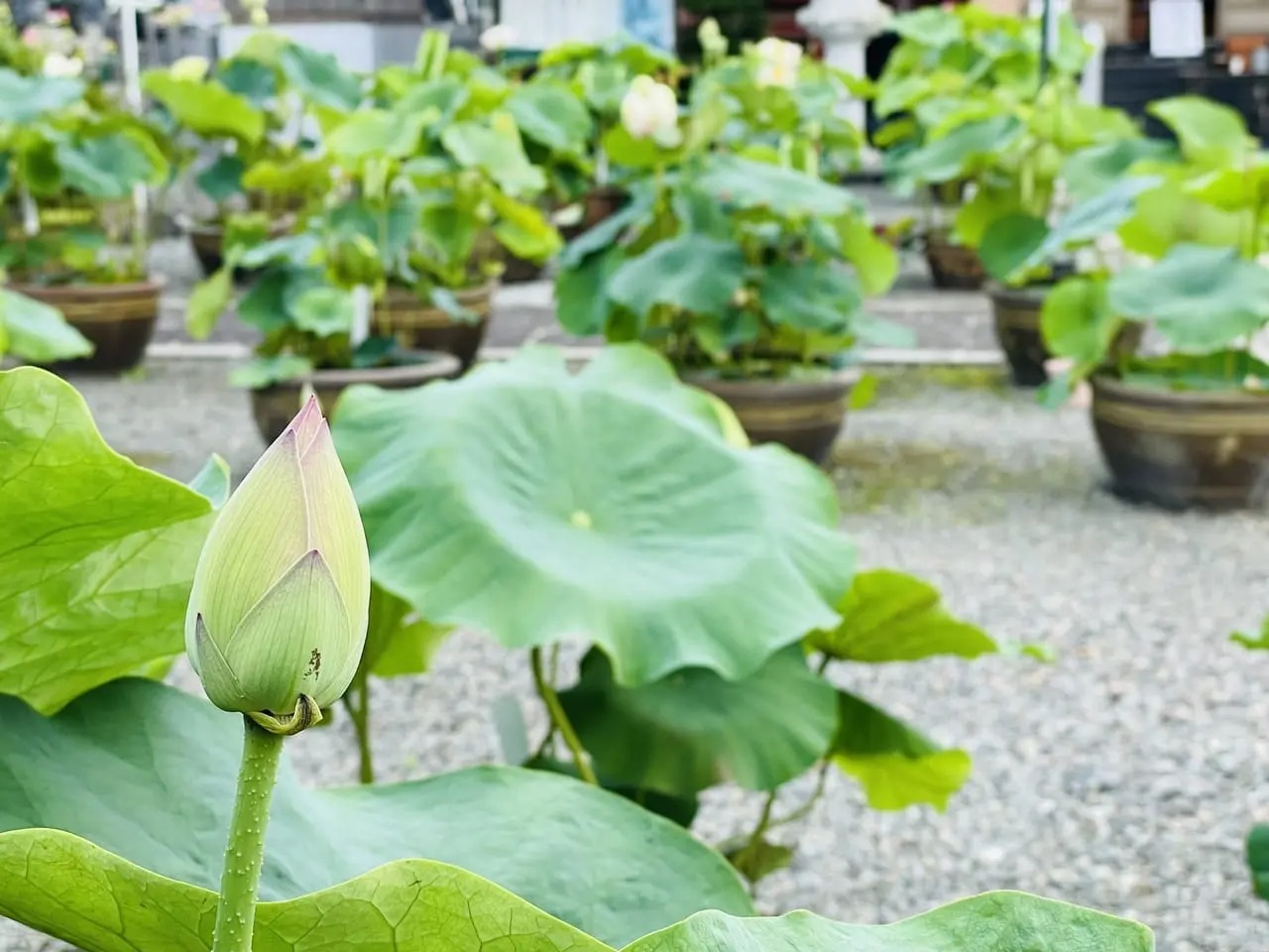 境内には蓮の花