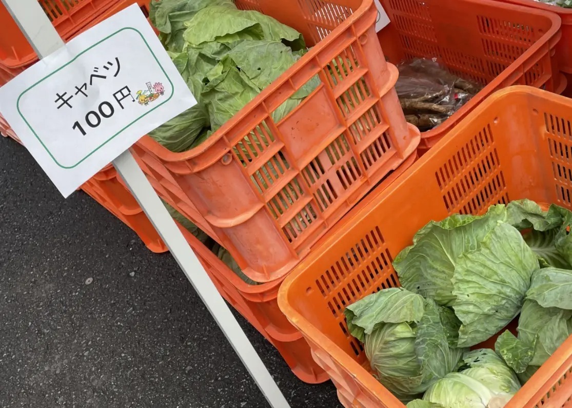 三島産のキャベツ