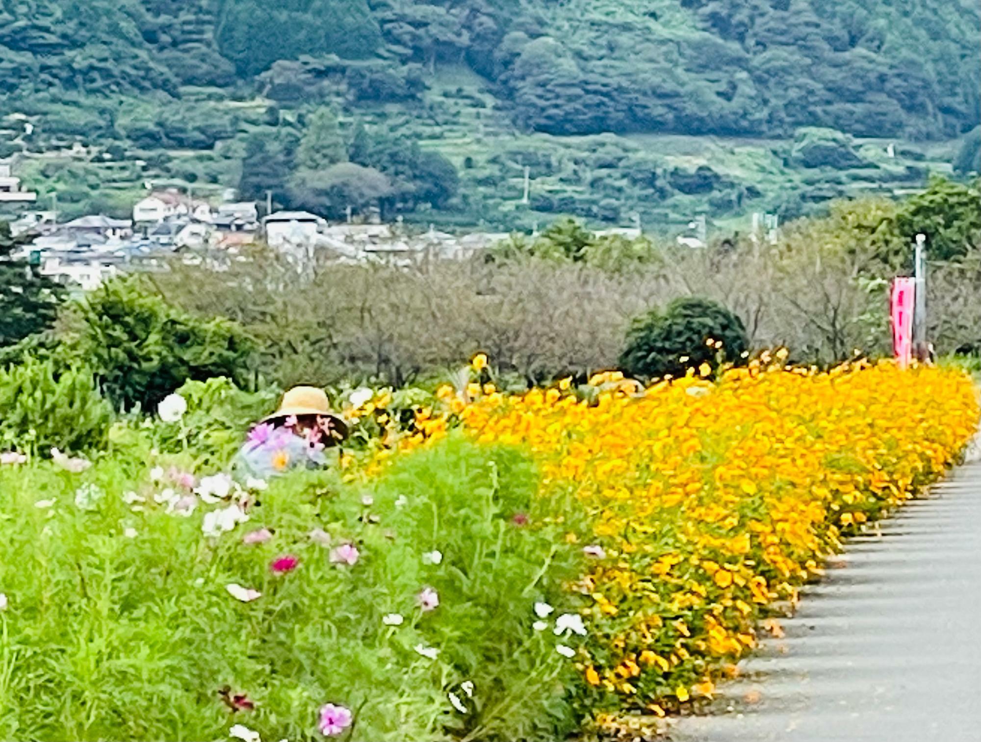 9月22日の様子　キバナコスモスが満開です