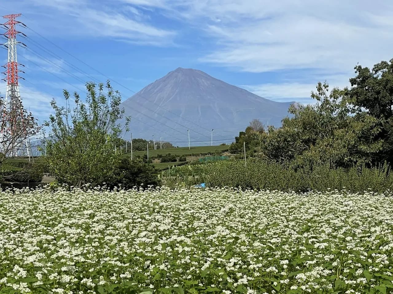 富士山と茶畑とそばの花のコラボが楽しめます