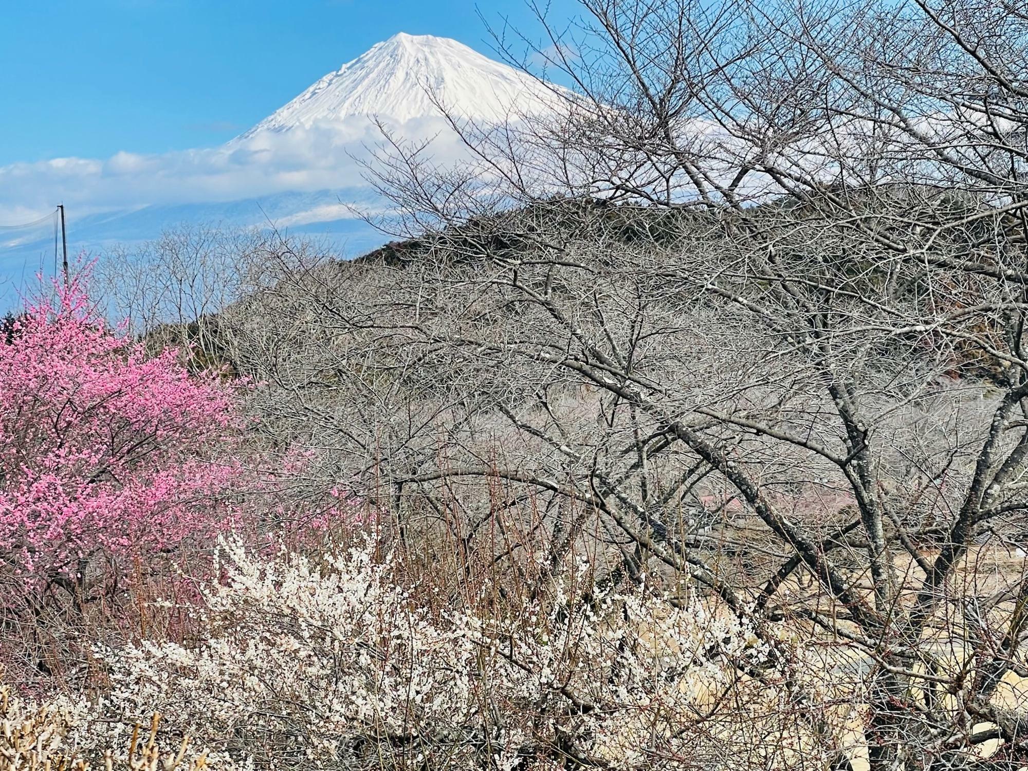 富士山と梅のコラボ