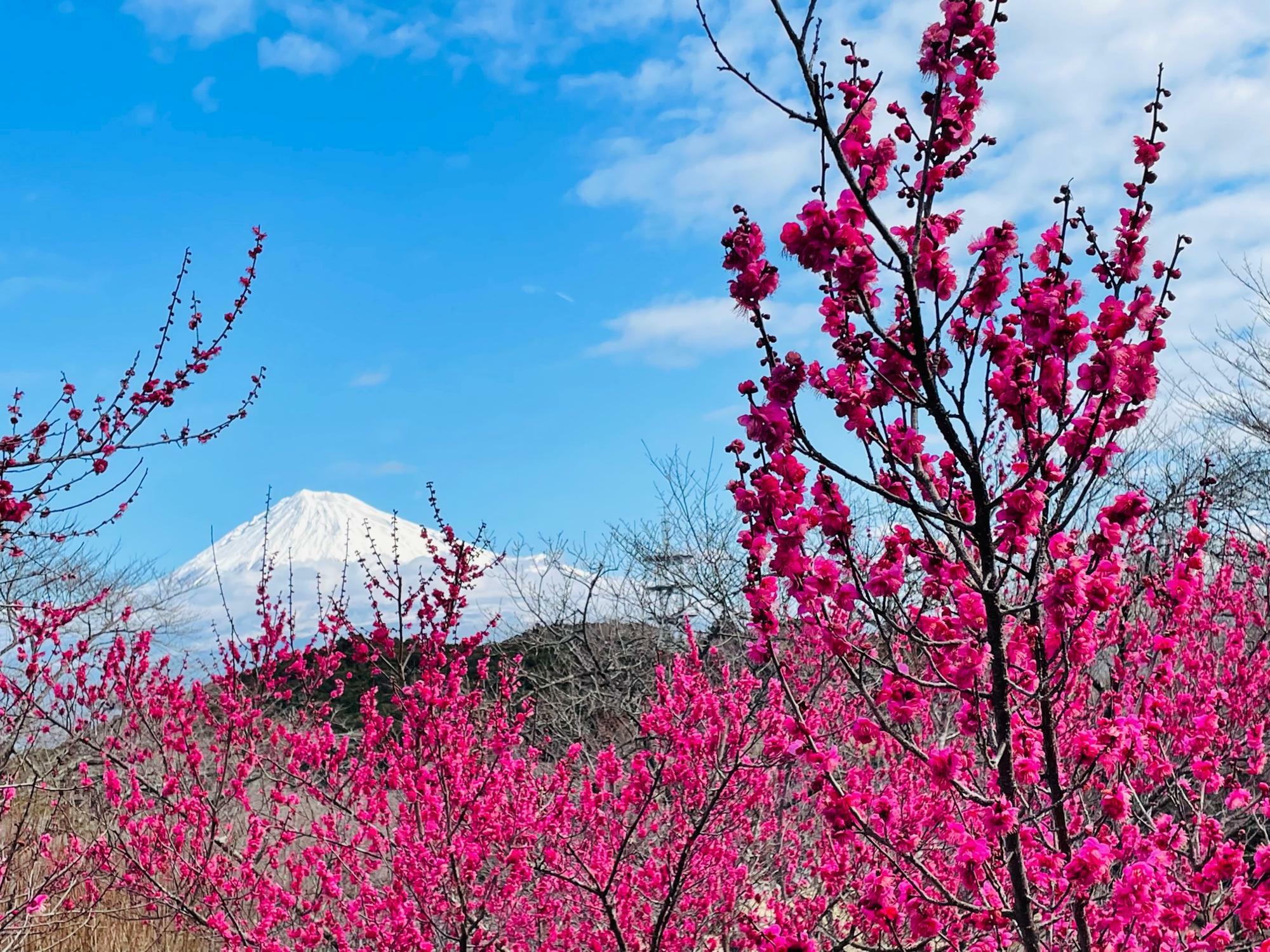 あちこちで梅と富士山のコラボが見受けられます