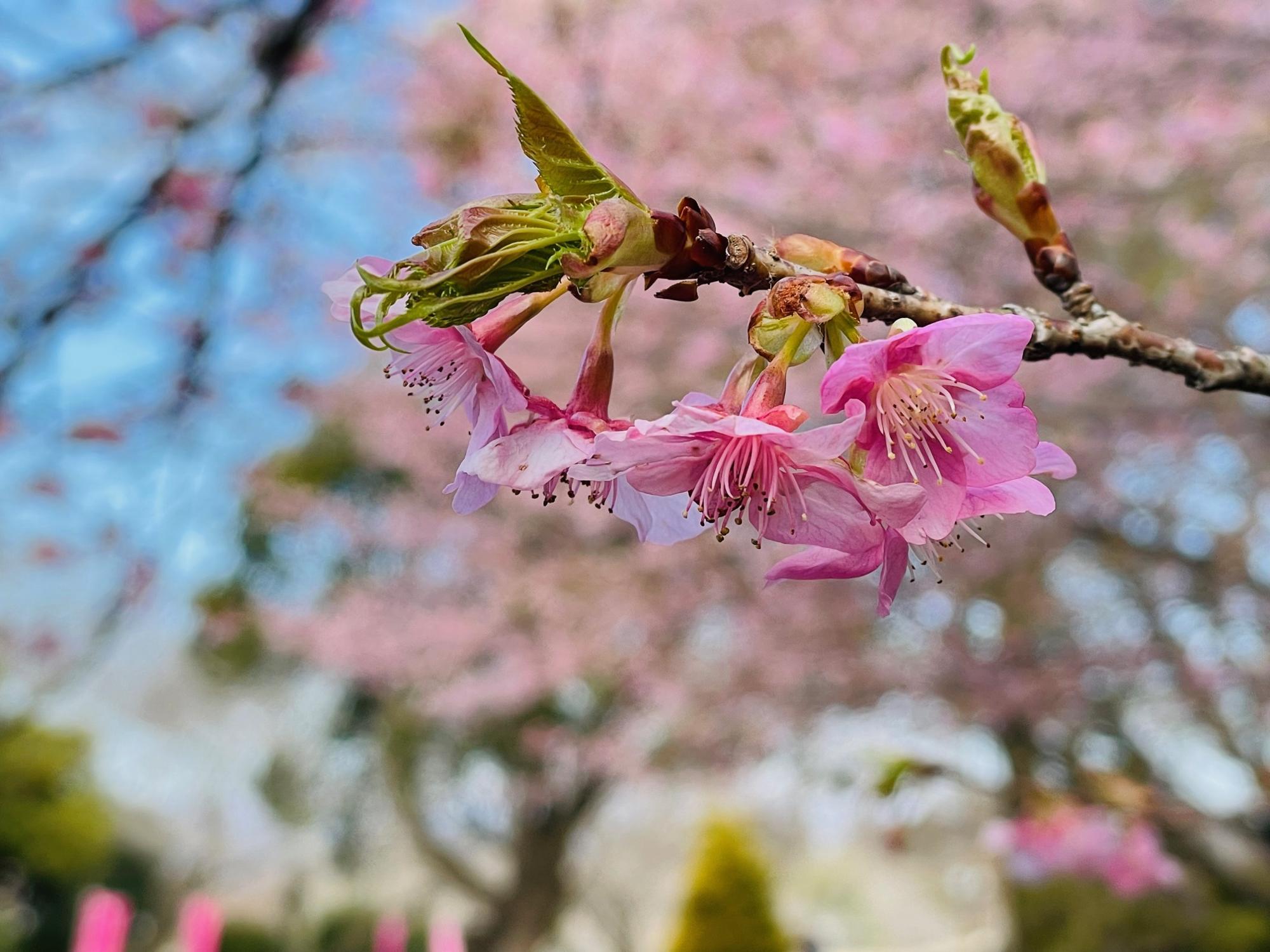 河津桜