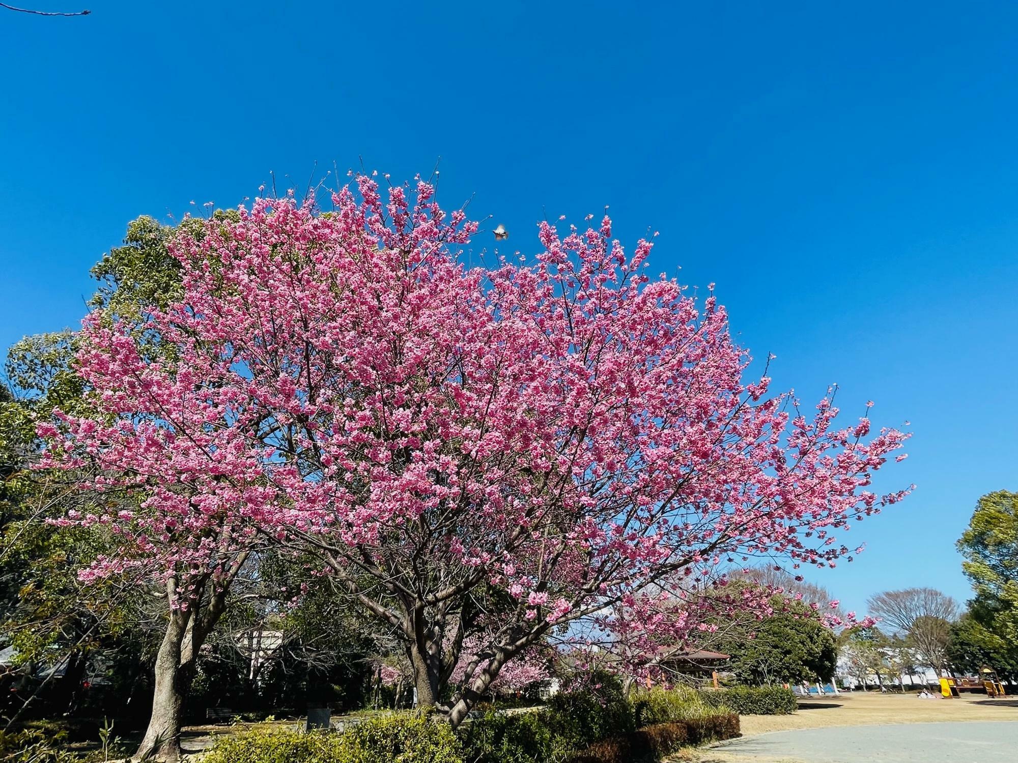 鮮やかな色の桜の木