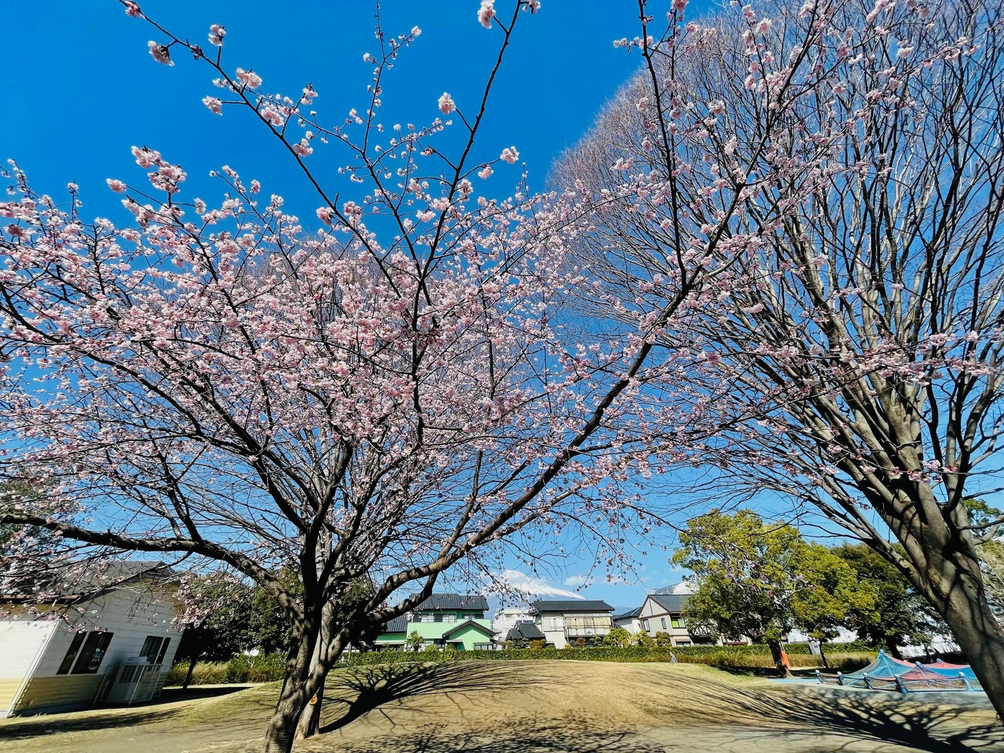 淡い色の桜の木