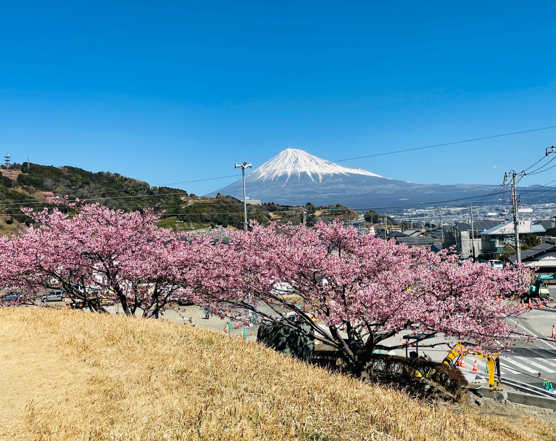 ここでも桜と富士山とのコラボ