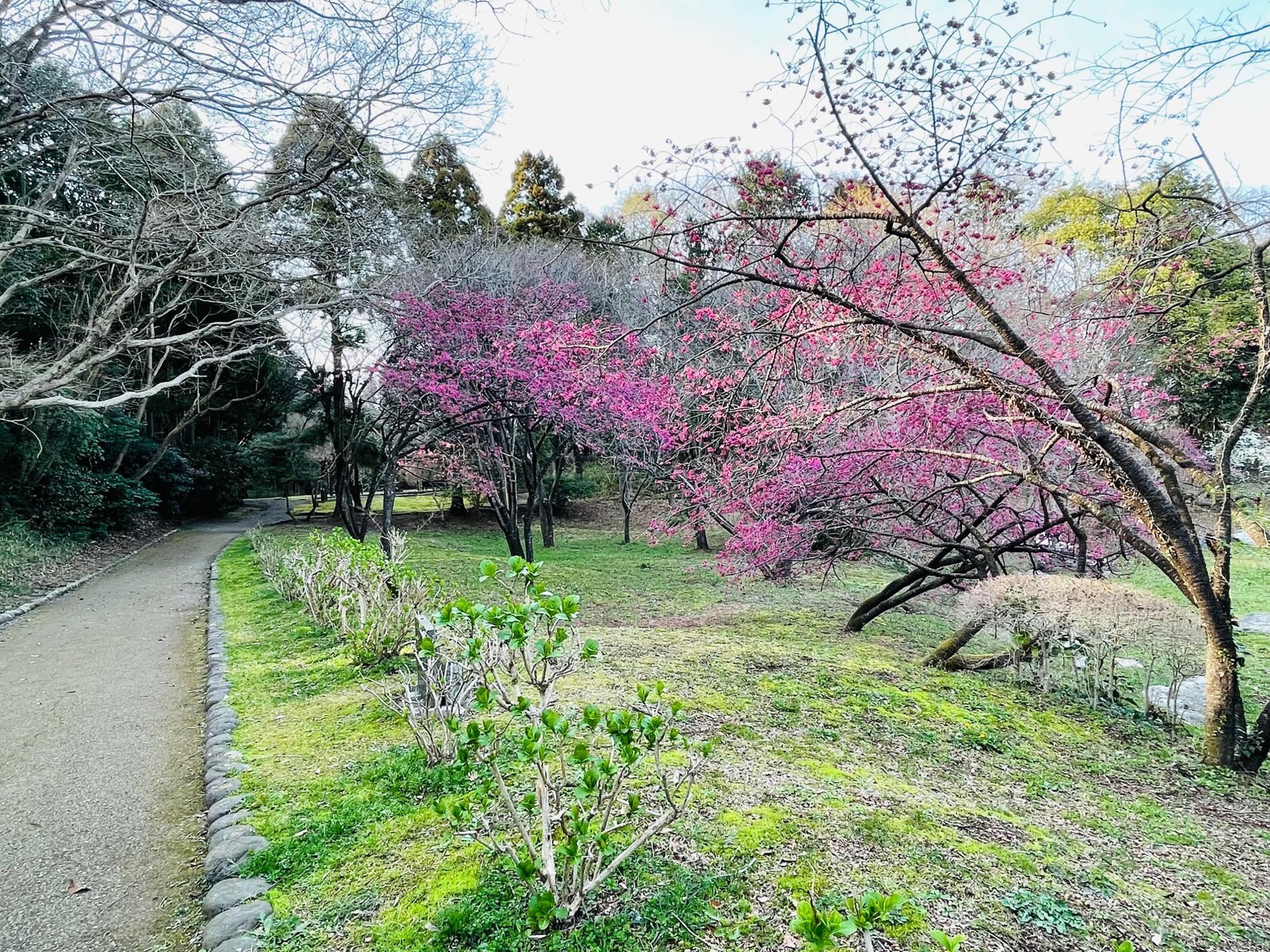 寒緋桜