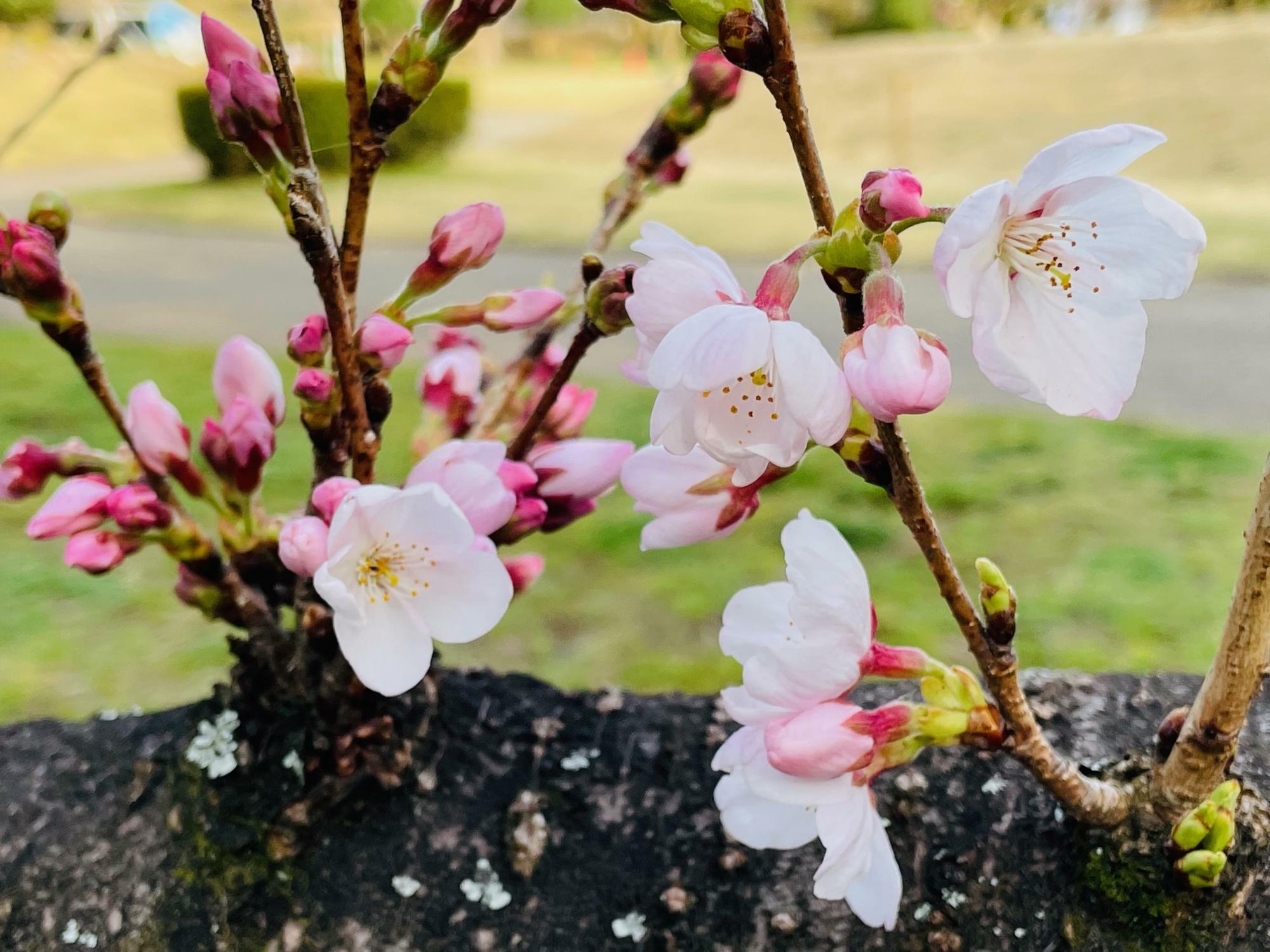 木の枝から咲く桜　3月15日