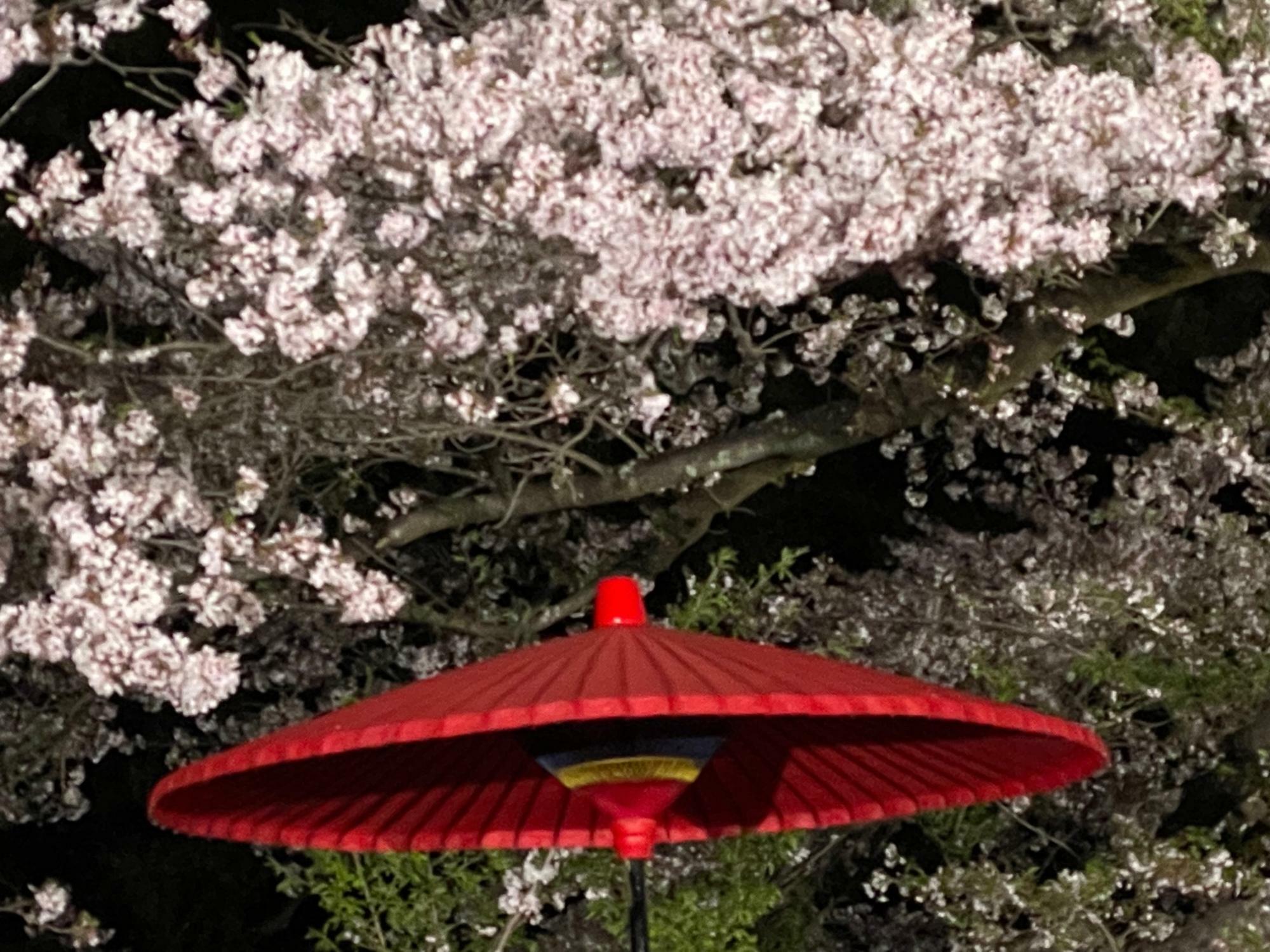 和傘と夜桜