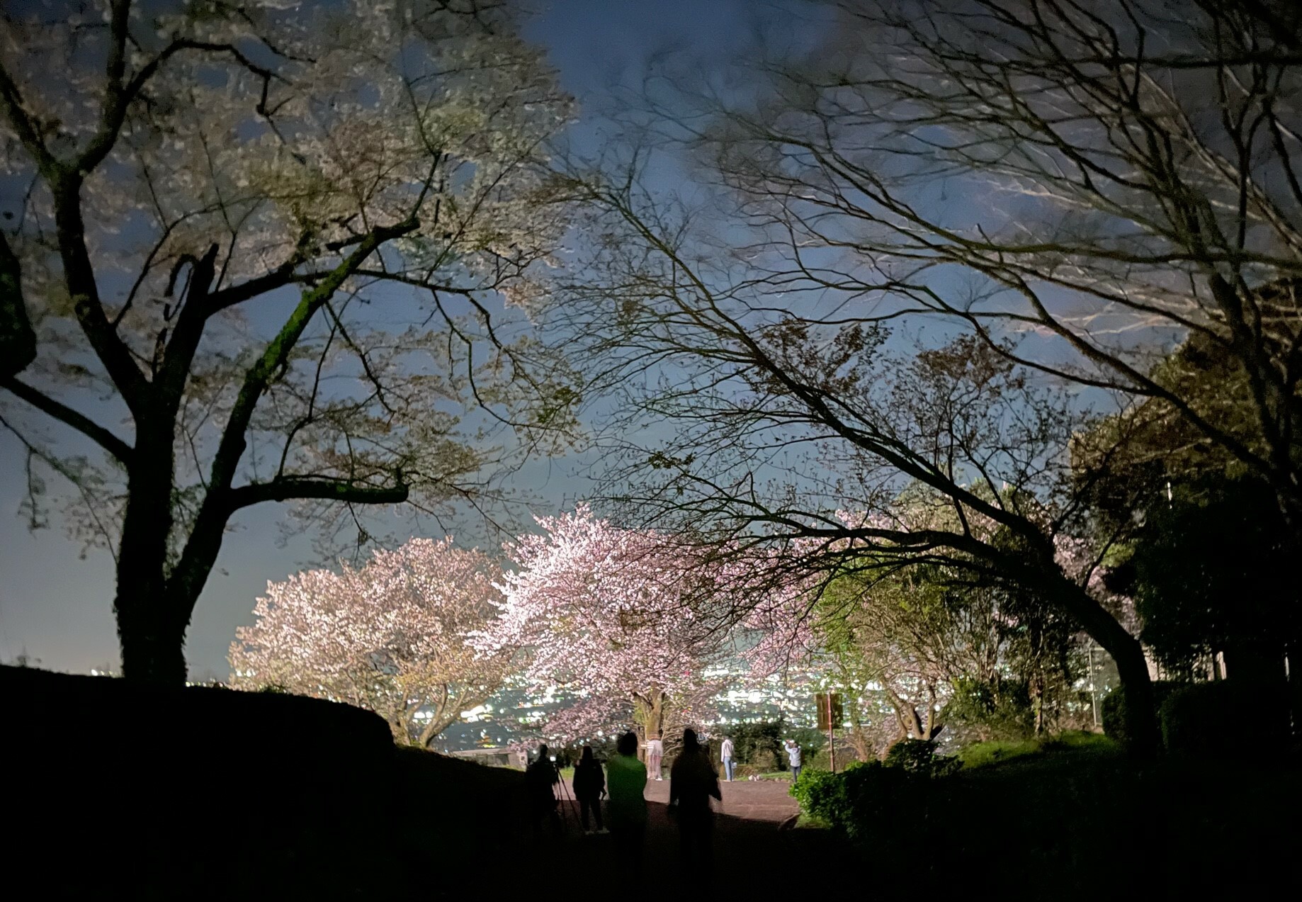 目の前に夜景と桜のライトアップ