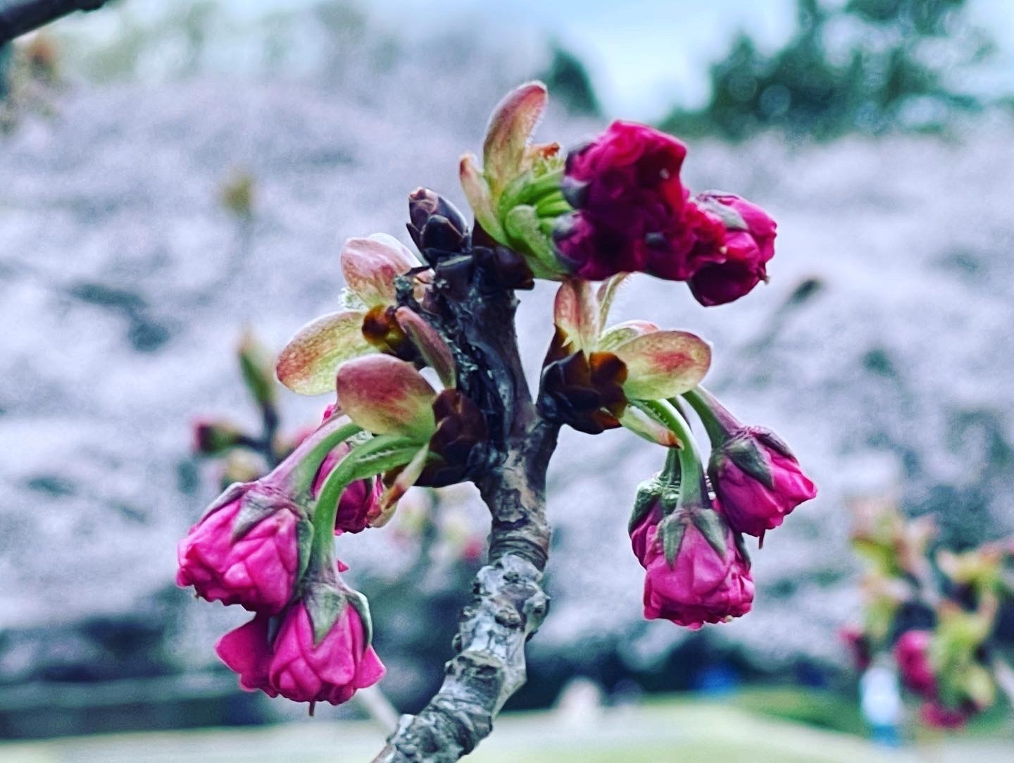 現在はつぼみの八重桜