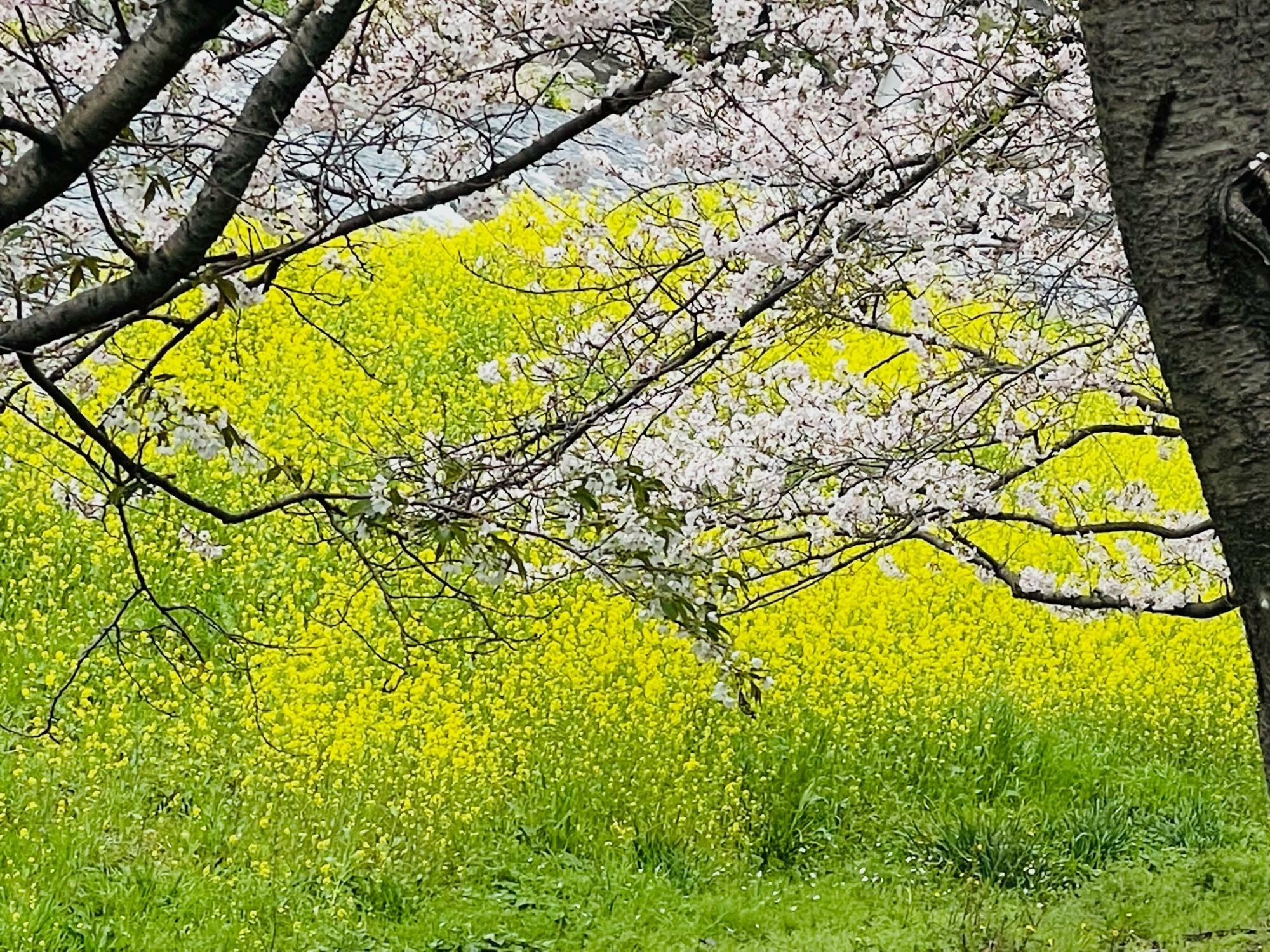 菜の花とソメイヨシノ