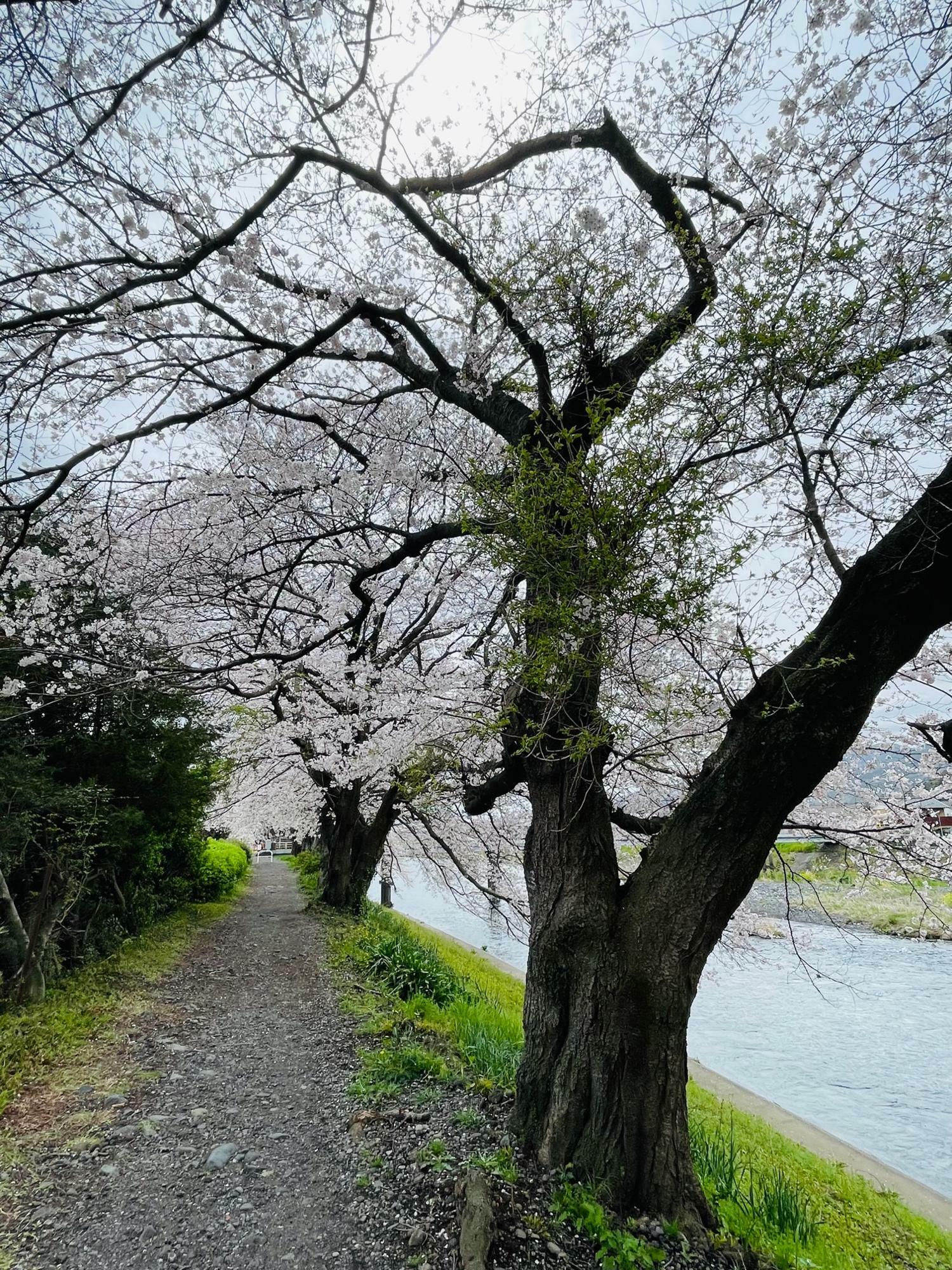 桜並木のトンネル