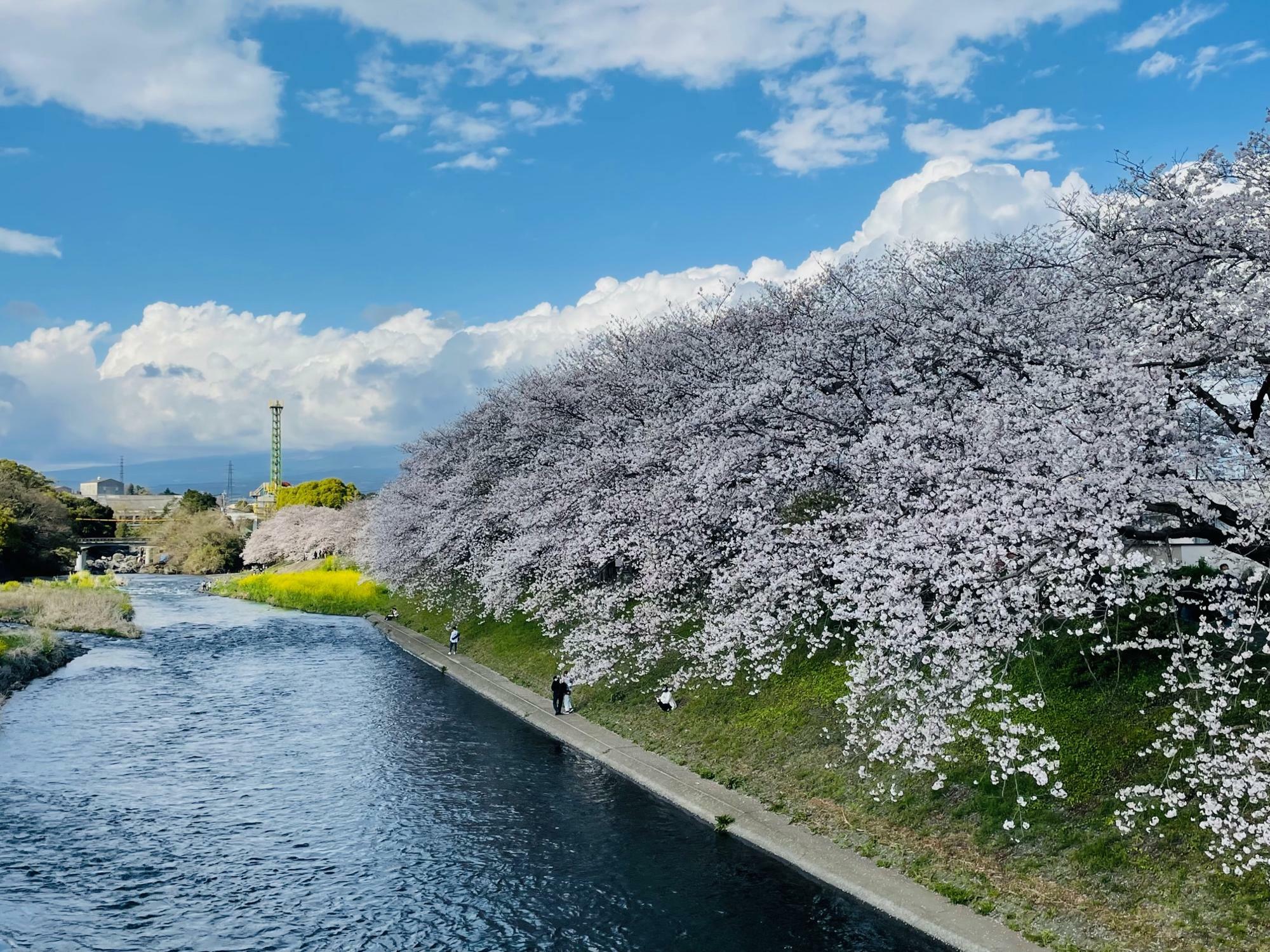 3月28日　滝戸橋から