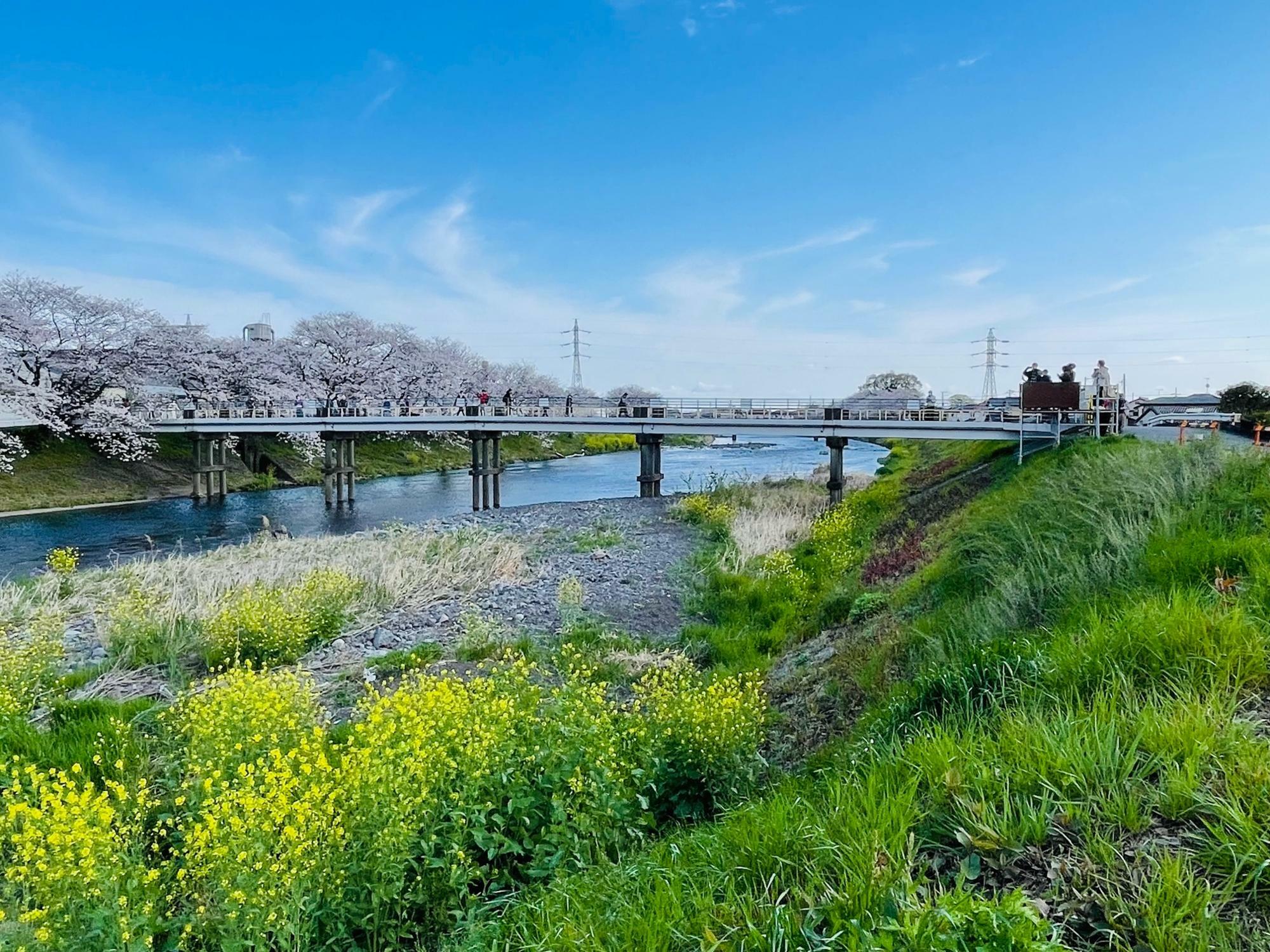 大勢のカメラを構える人達　3月28日