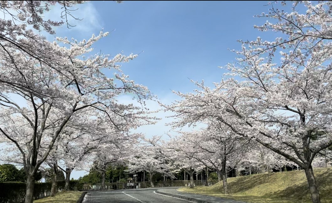 一番上までかなり長い桜のトンネルが続きます。