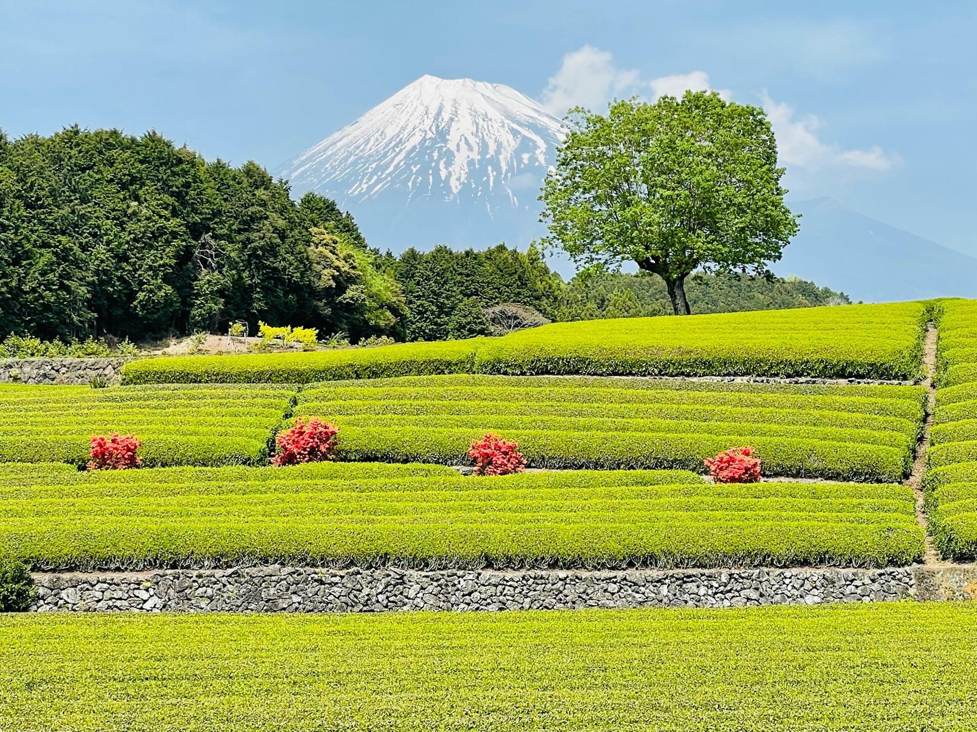 お茶の新芽と富士山