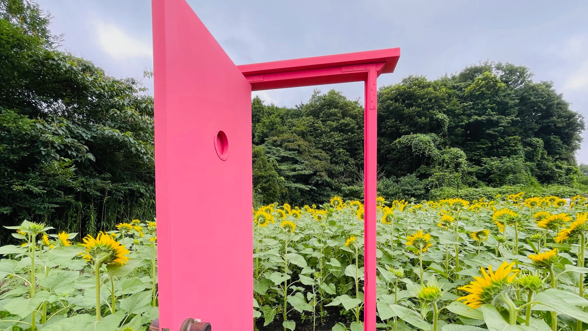 富士市】ひまわり畑にピンクのドアが。新しく開拓された場所2ヶ所と市