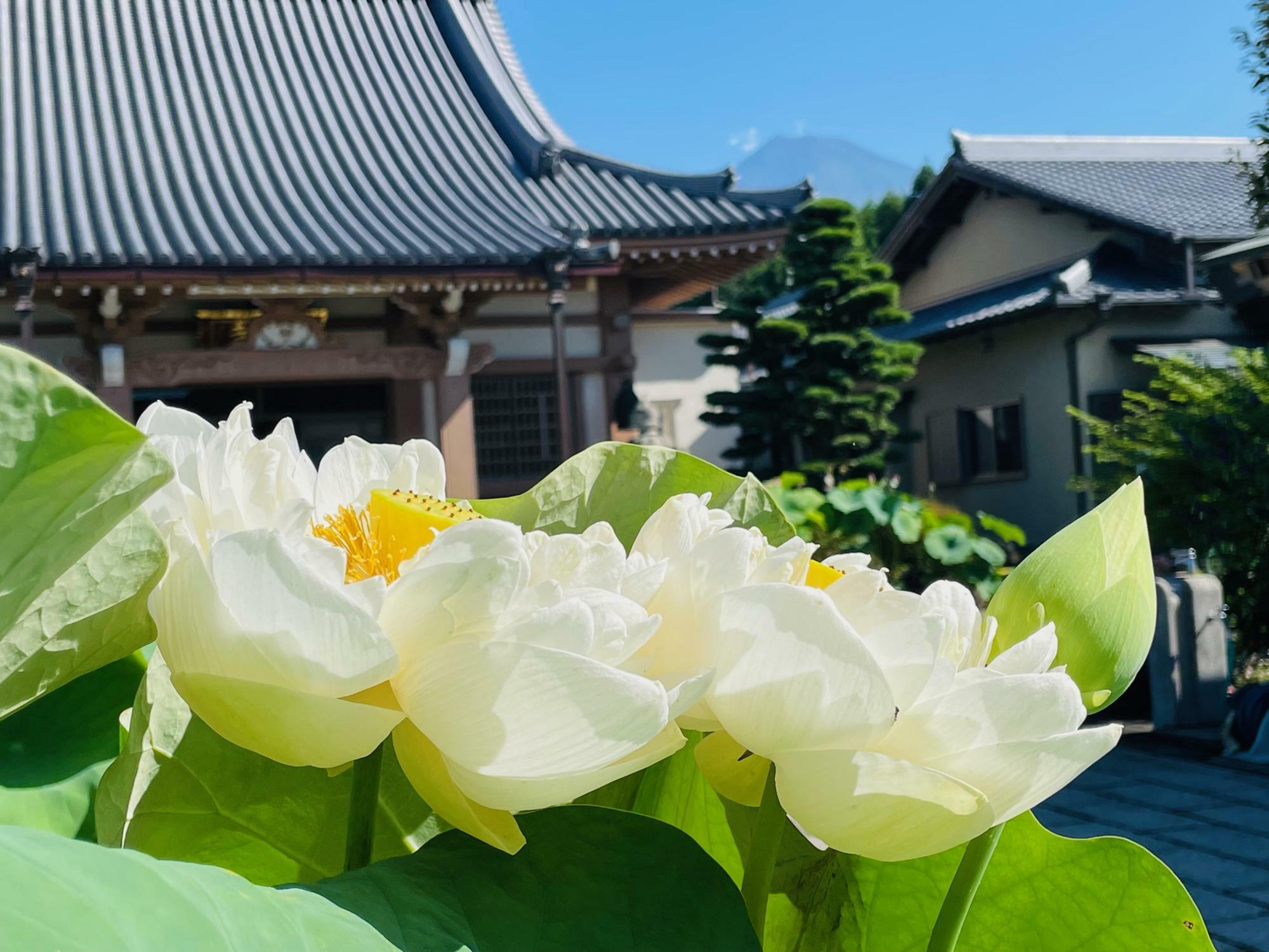 白い蓮の花ごしの富士山