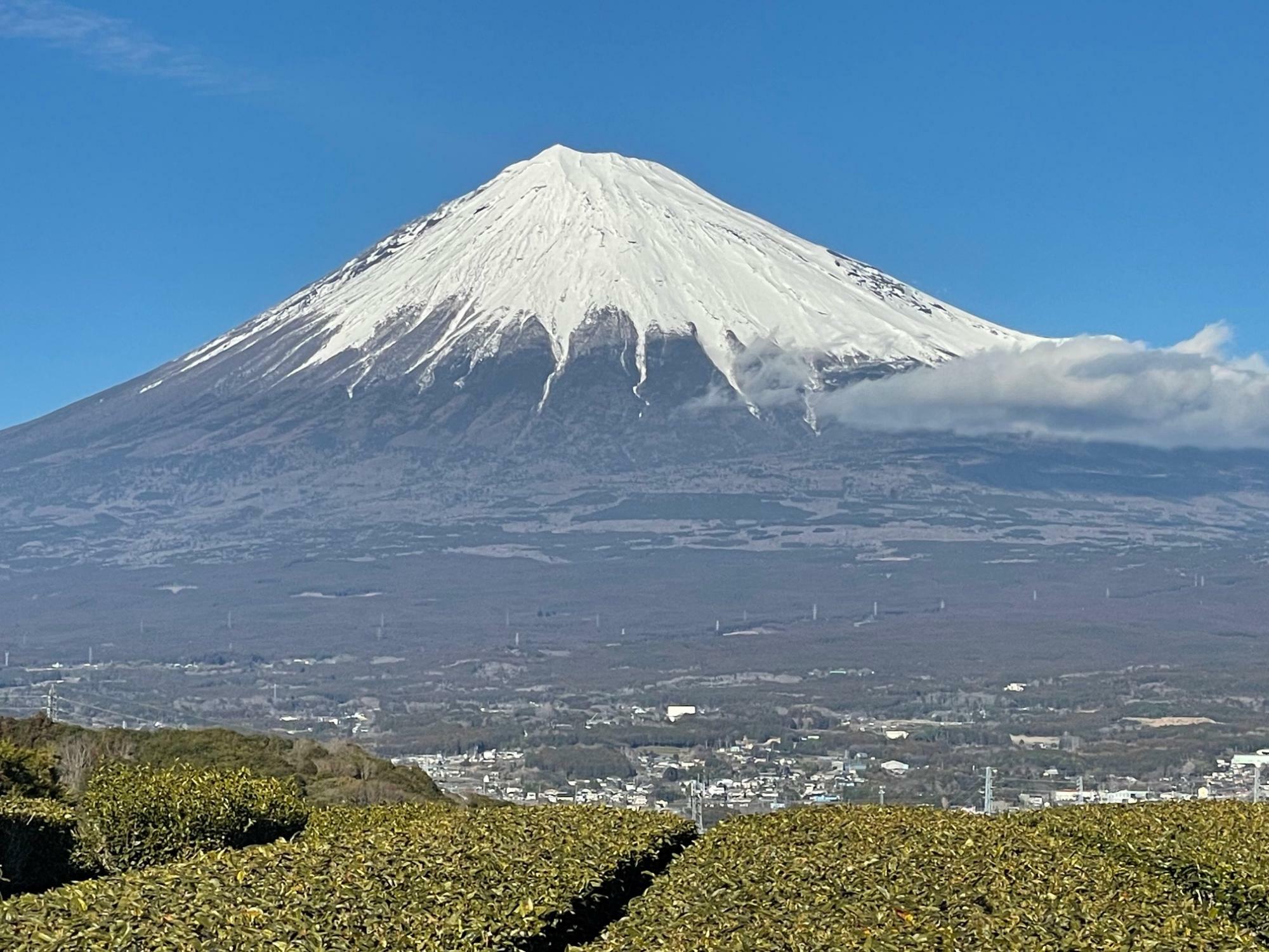 茶畑がひろがり富士山が美しい