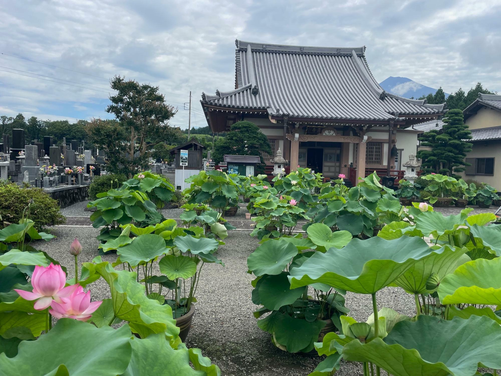 代通寺