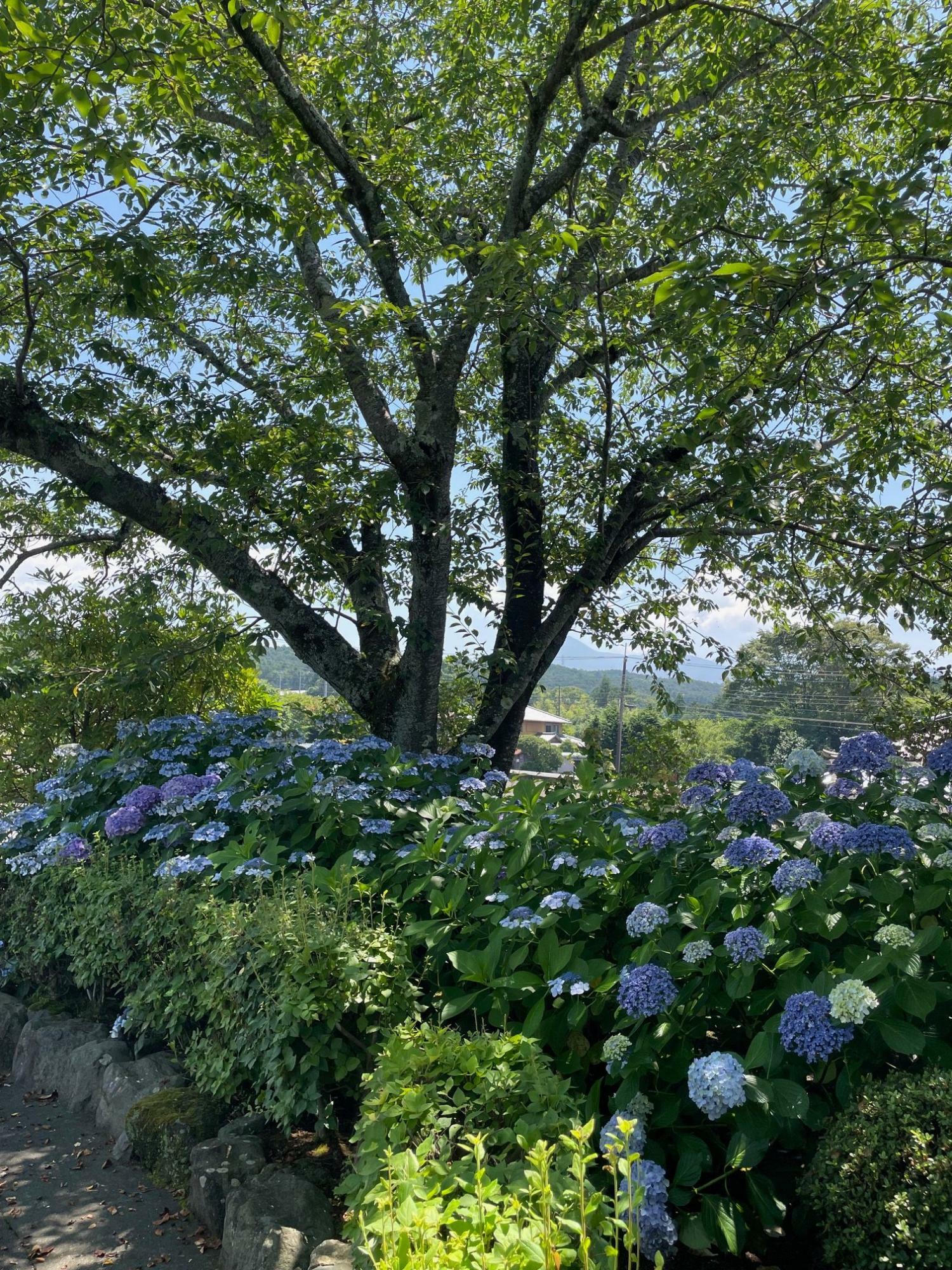 7月4日の紫陽花