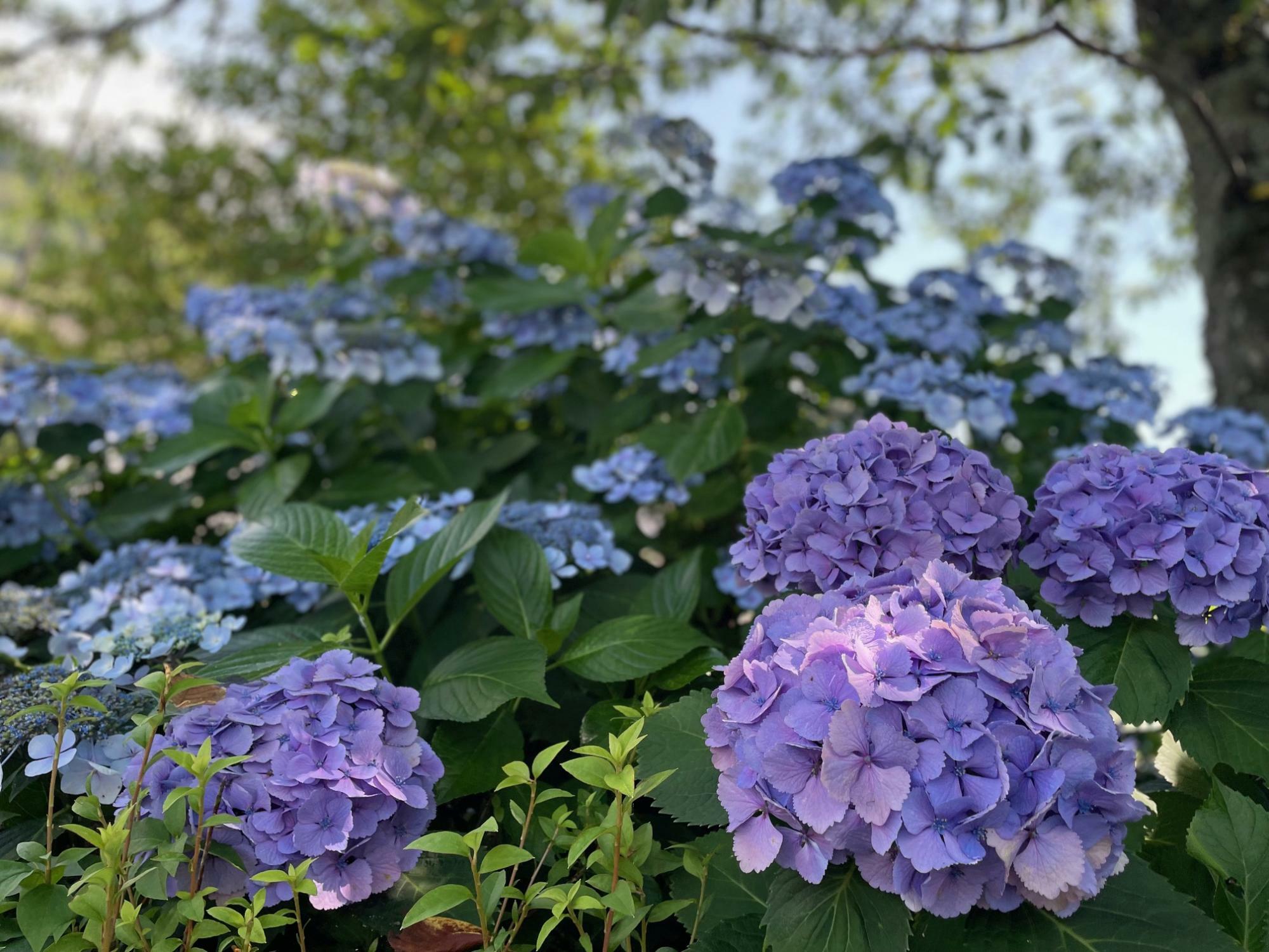 7月4日の紫陽花