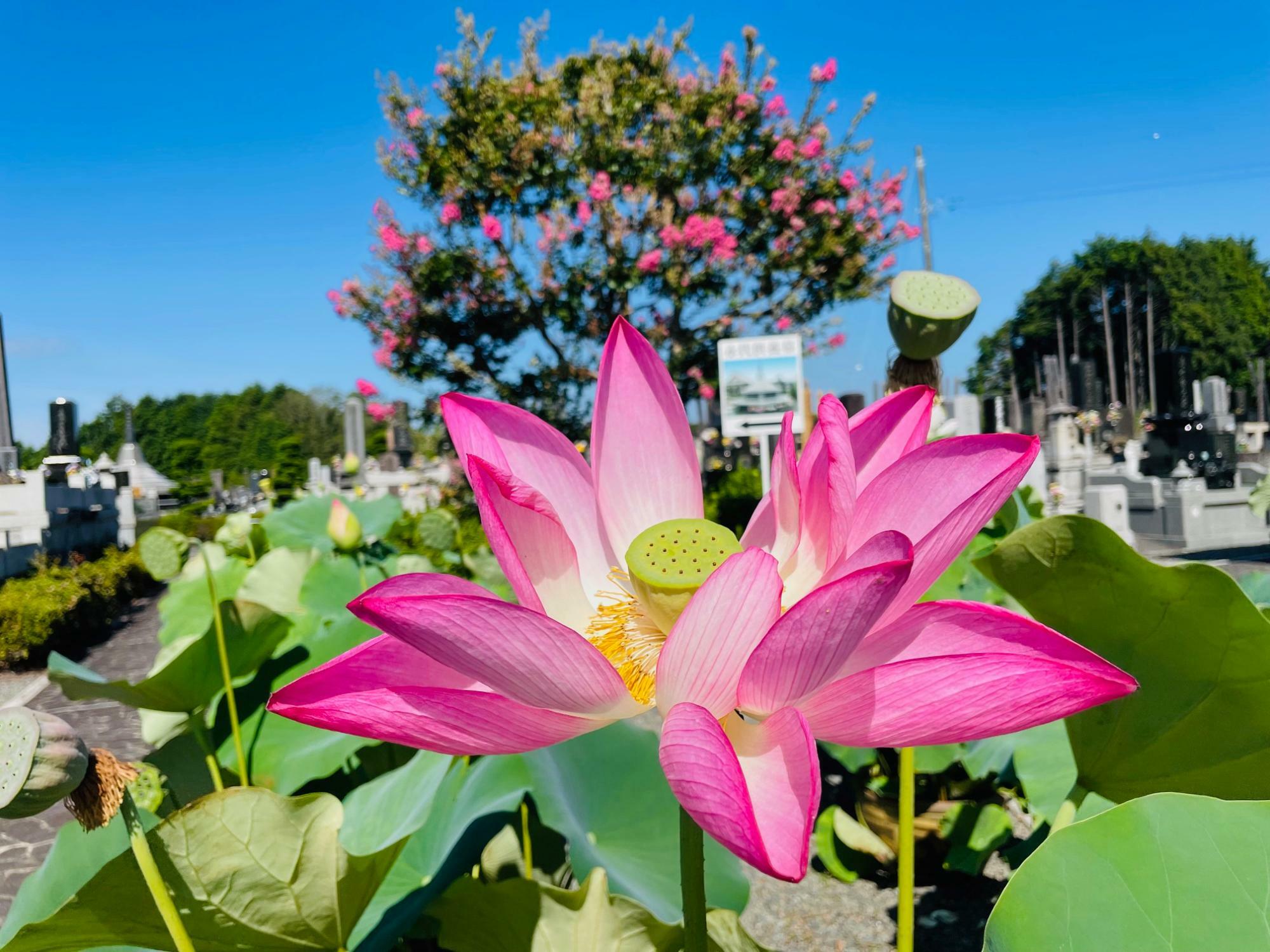 7月4日撮影