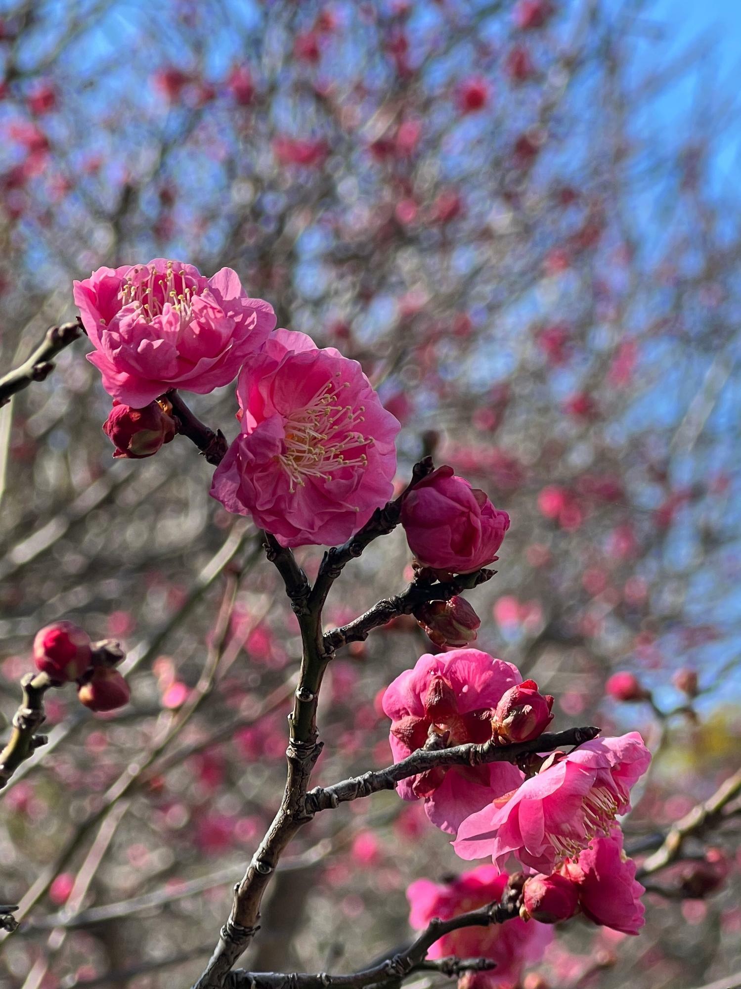 花を大きく撮ることで主題が明確、かつムダな余白がない写真に。