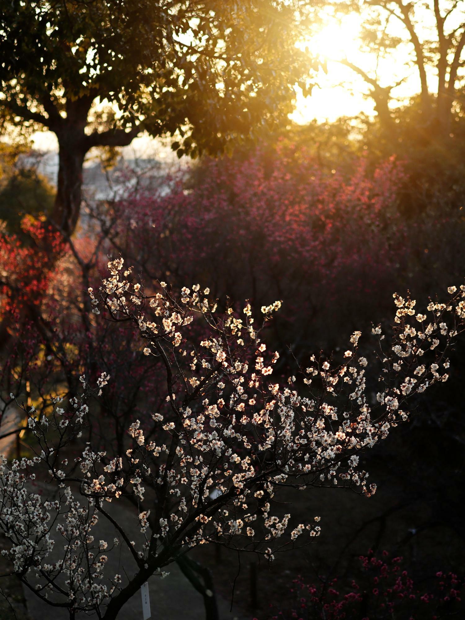 逆光で全体的には暗いものの梅の花に光が透過していて美しい。
