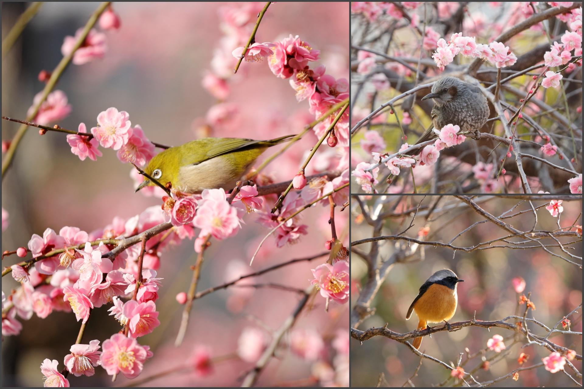 メジロやヒヨドリ、ジョウビタキなど様々な野鳥も見られる。