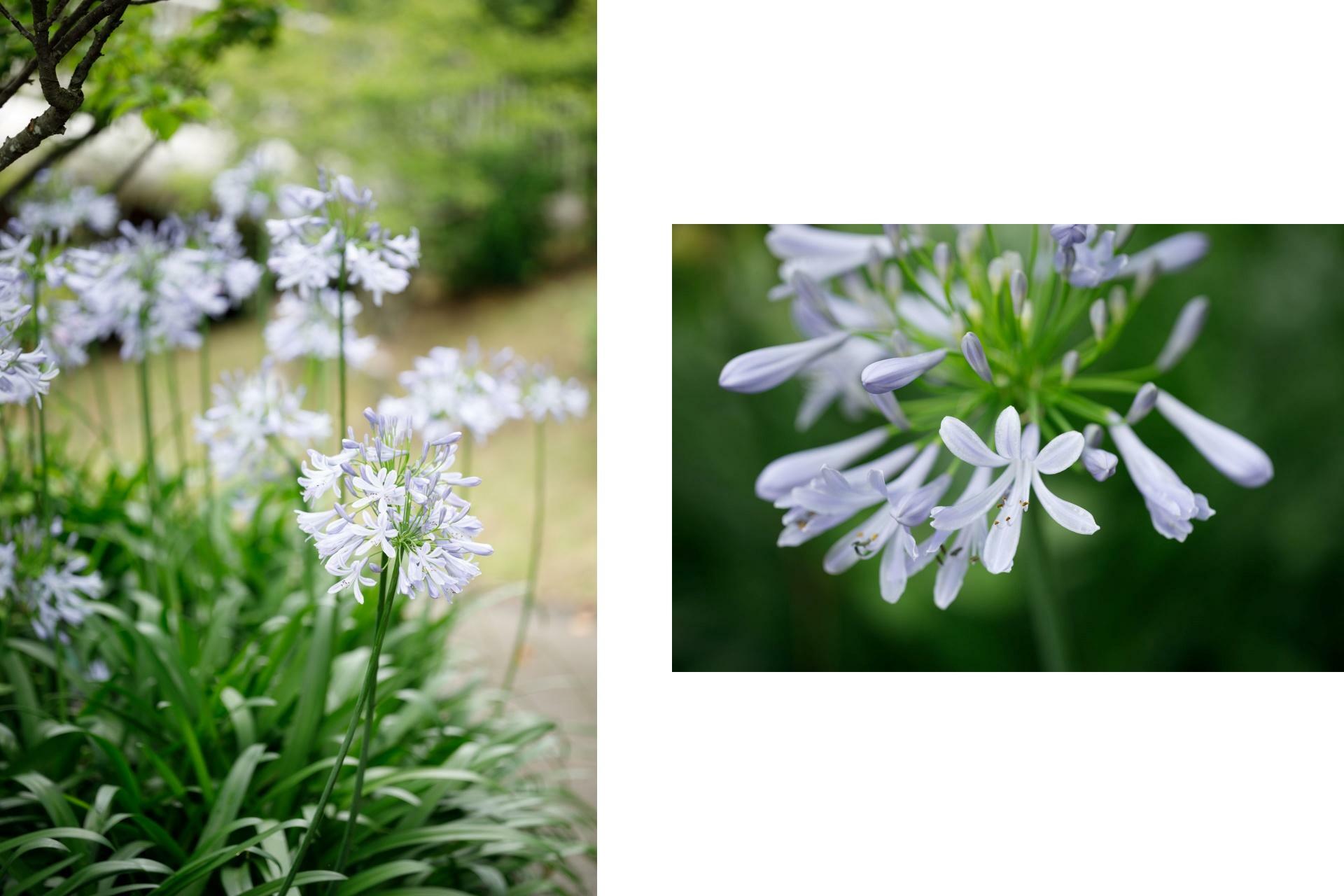 夏の花「アガパンサス」も見ごろです。